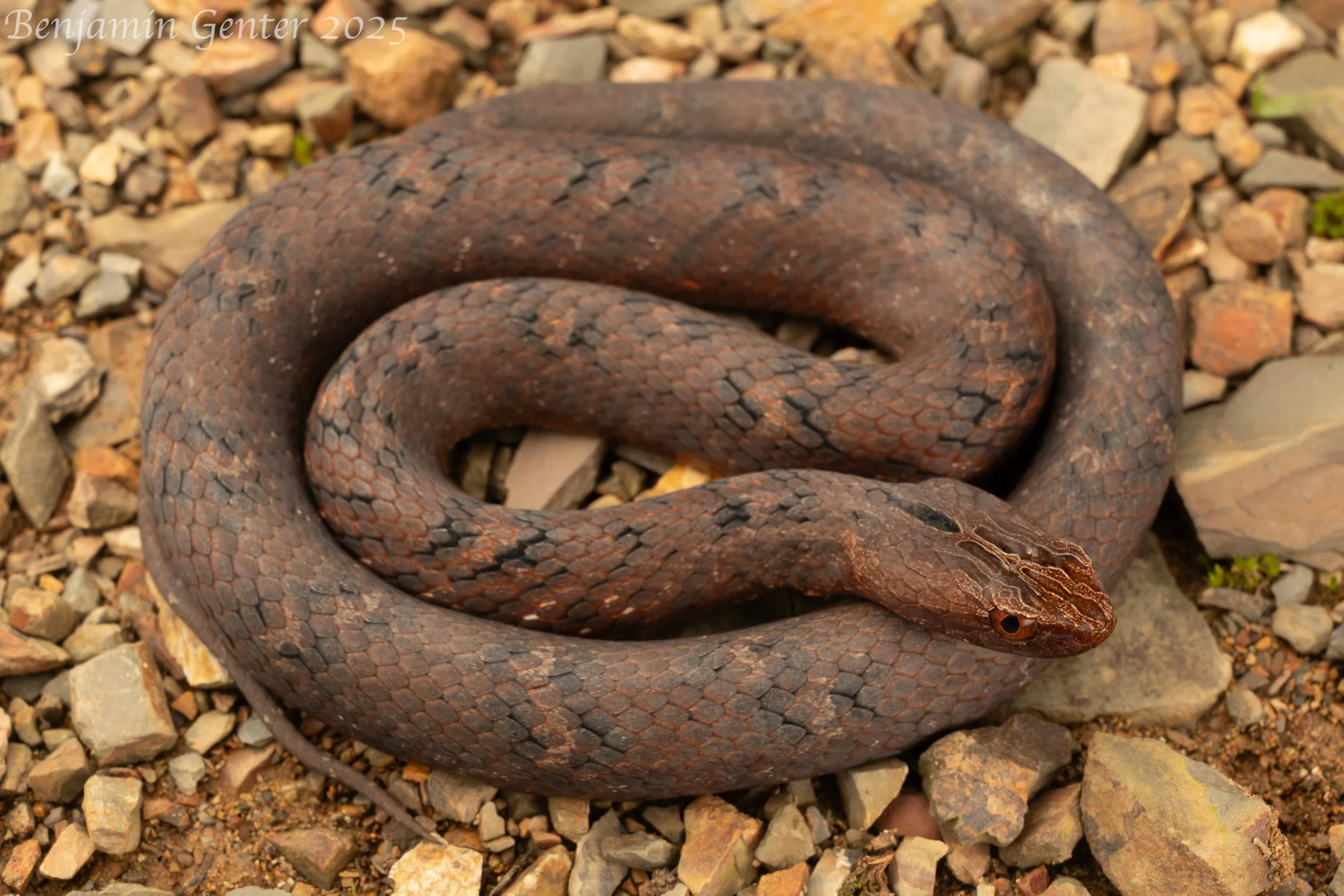 Mock Viper (Psammodynastes pulverulentus)