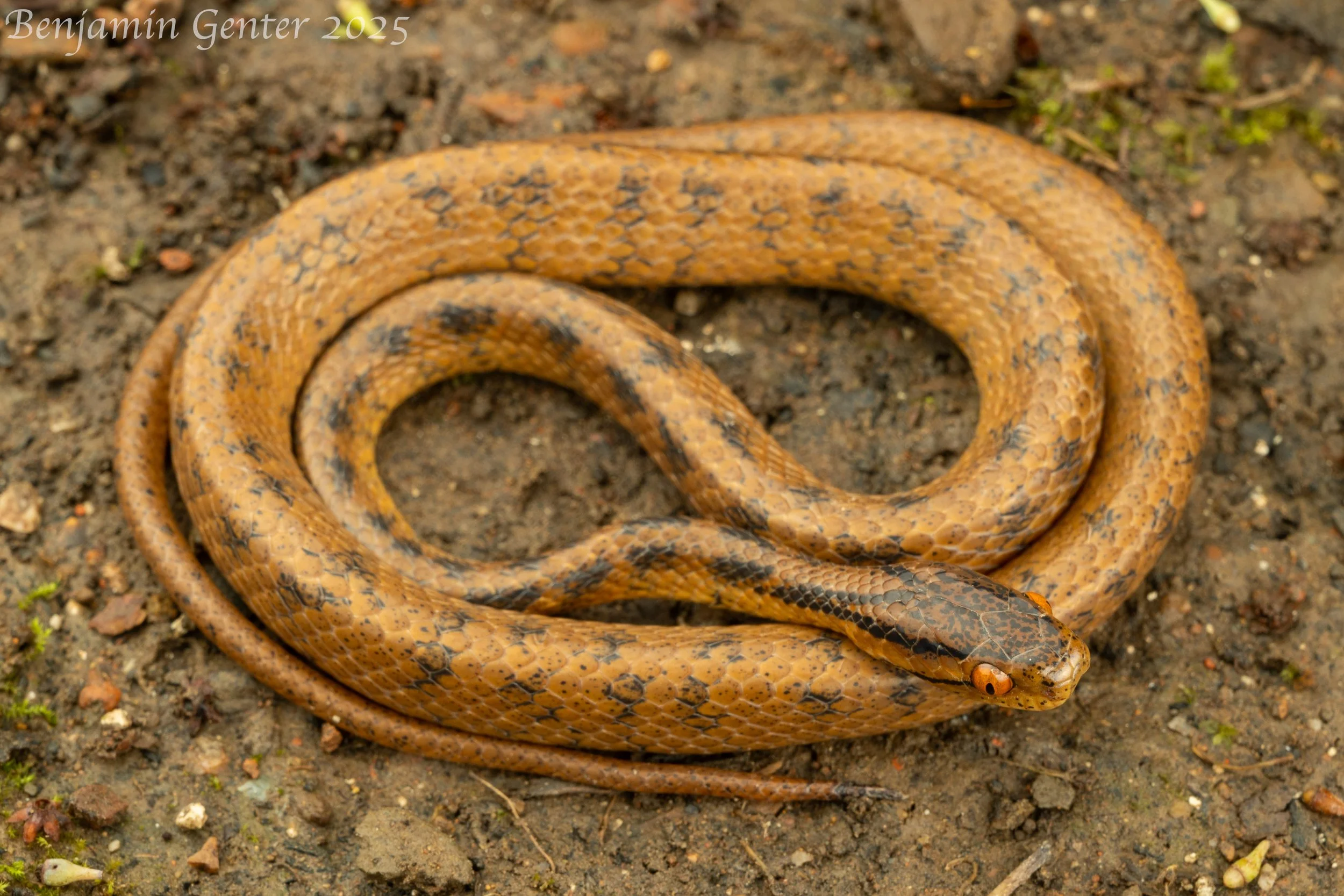 Boulenger's Slug Snake (Pareas boulengeri)
