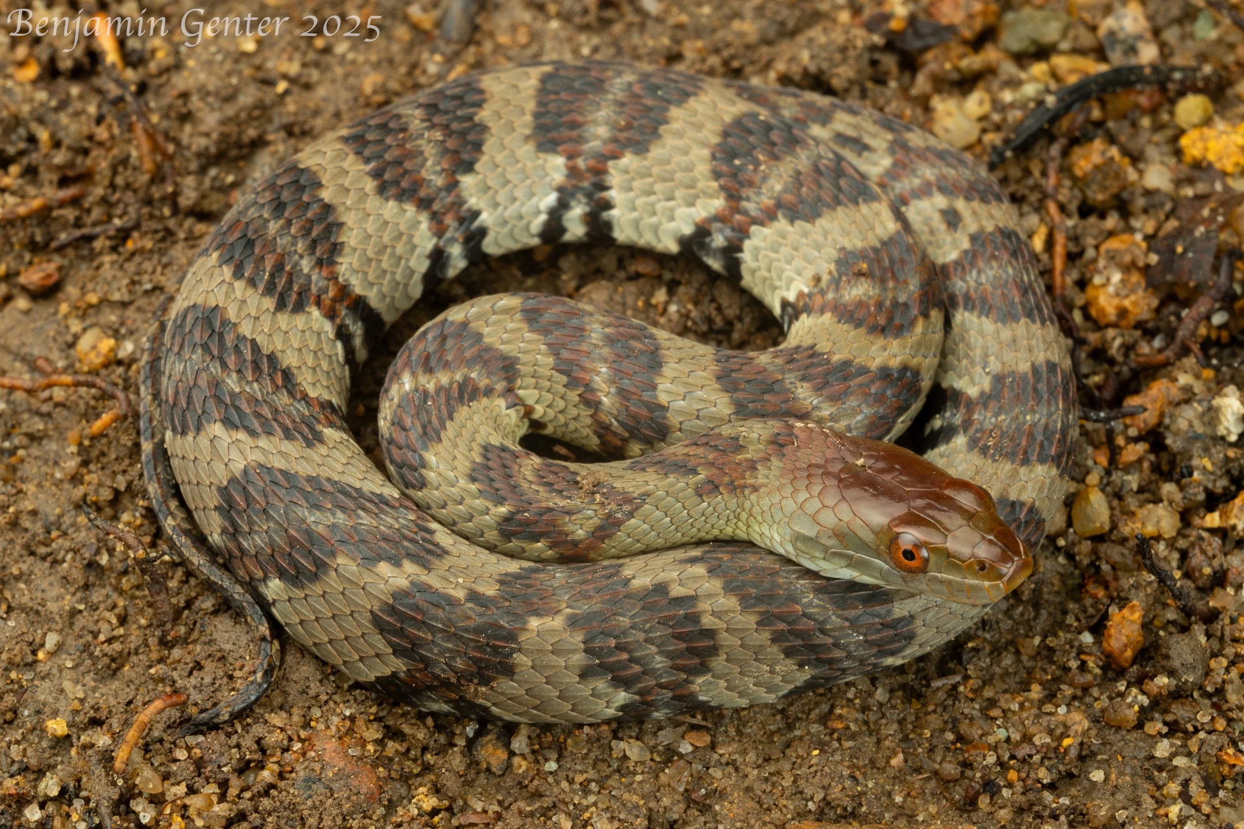Diamond-backed Watersnake (Trimerodytes aequifasciatus)