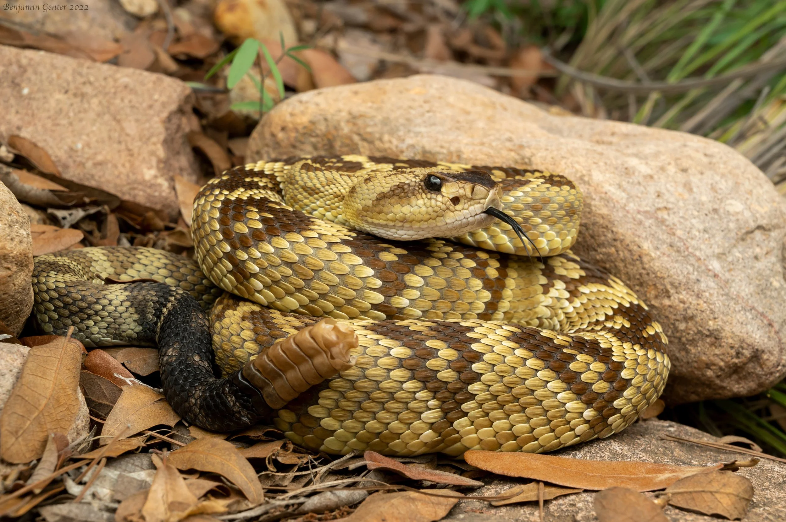 Western Black-tailed Rattlesnake (Crotalus molossus)