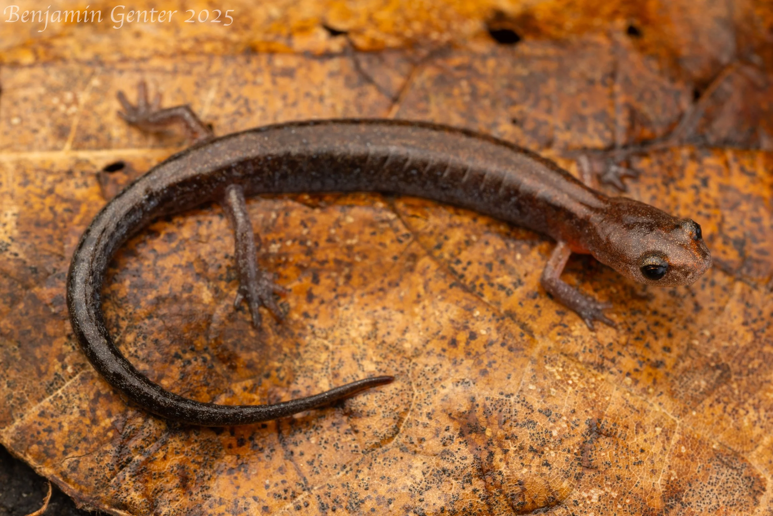 Southern Zigzag Salamander (Plethodon ventralis)