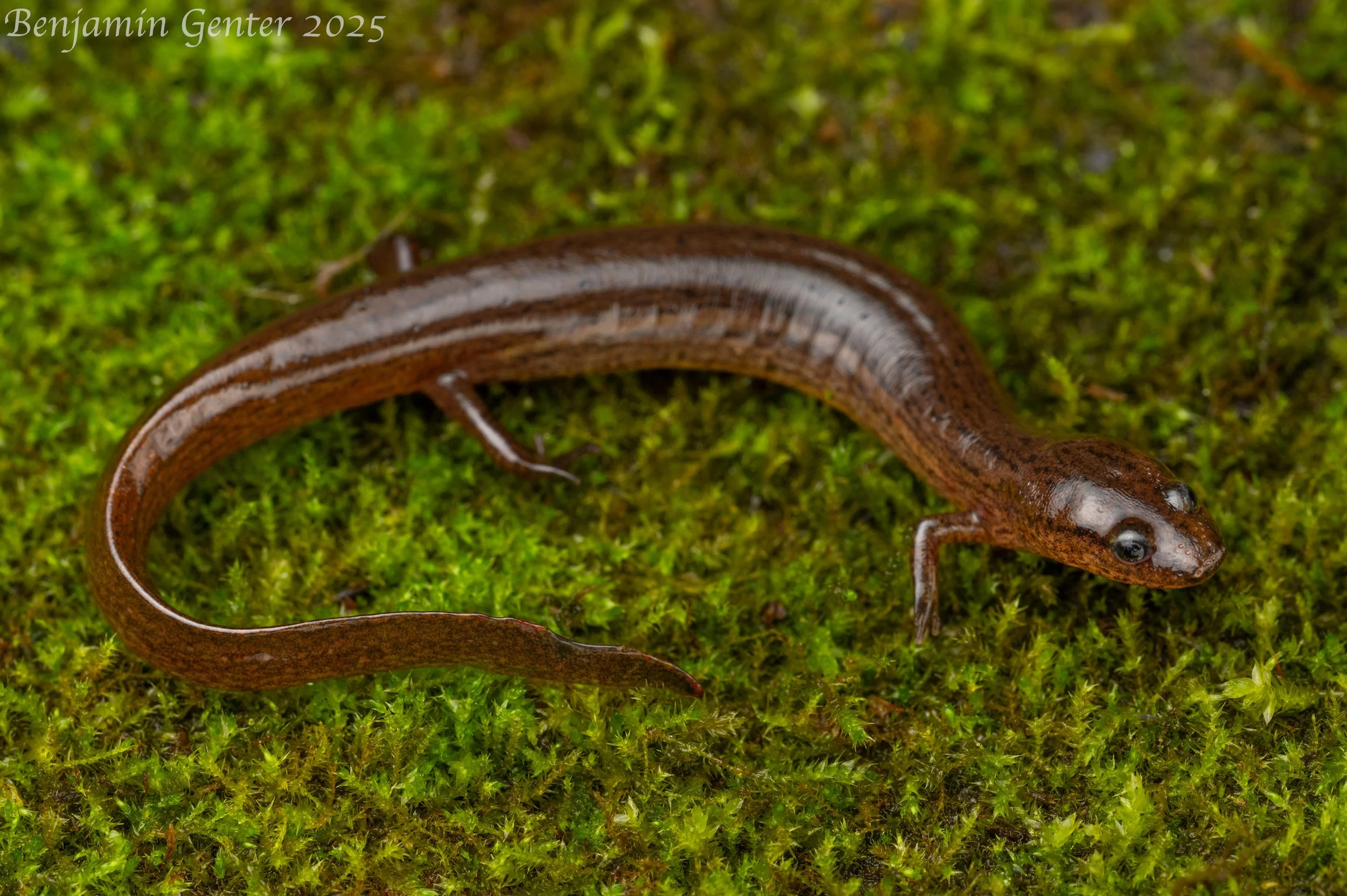 Many-lined Salamander (Stereochilus marginatus)