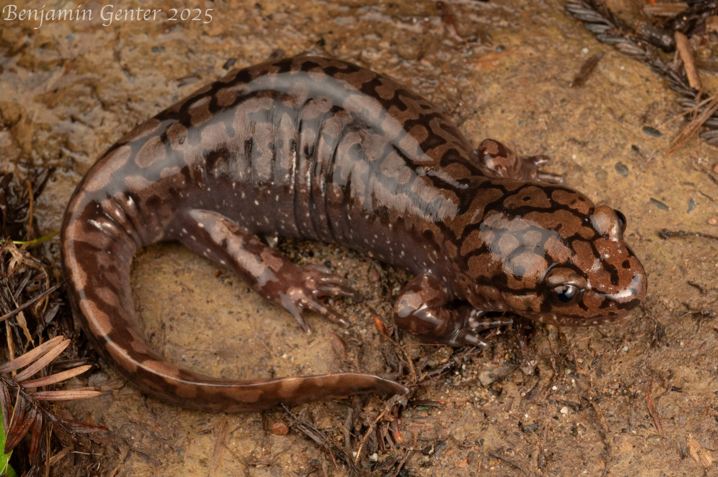 Coastal Giant Salamander (Dicamptodon tenebrosus)
