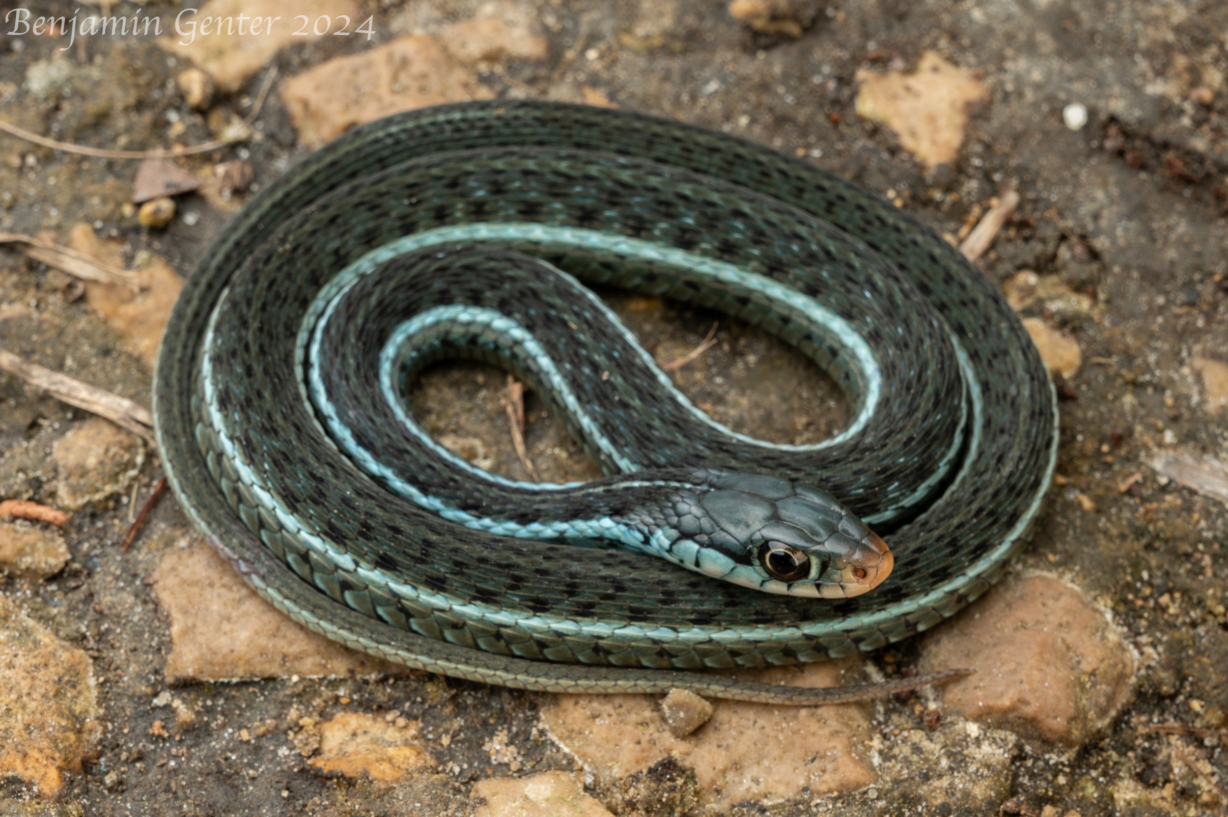 Blue-striped Gartersnake (Thamnophis sirtalis similis)