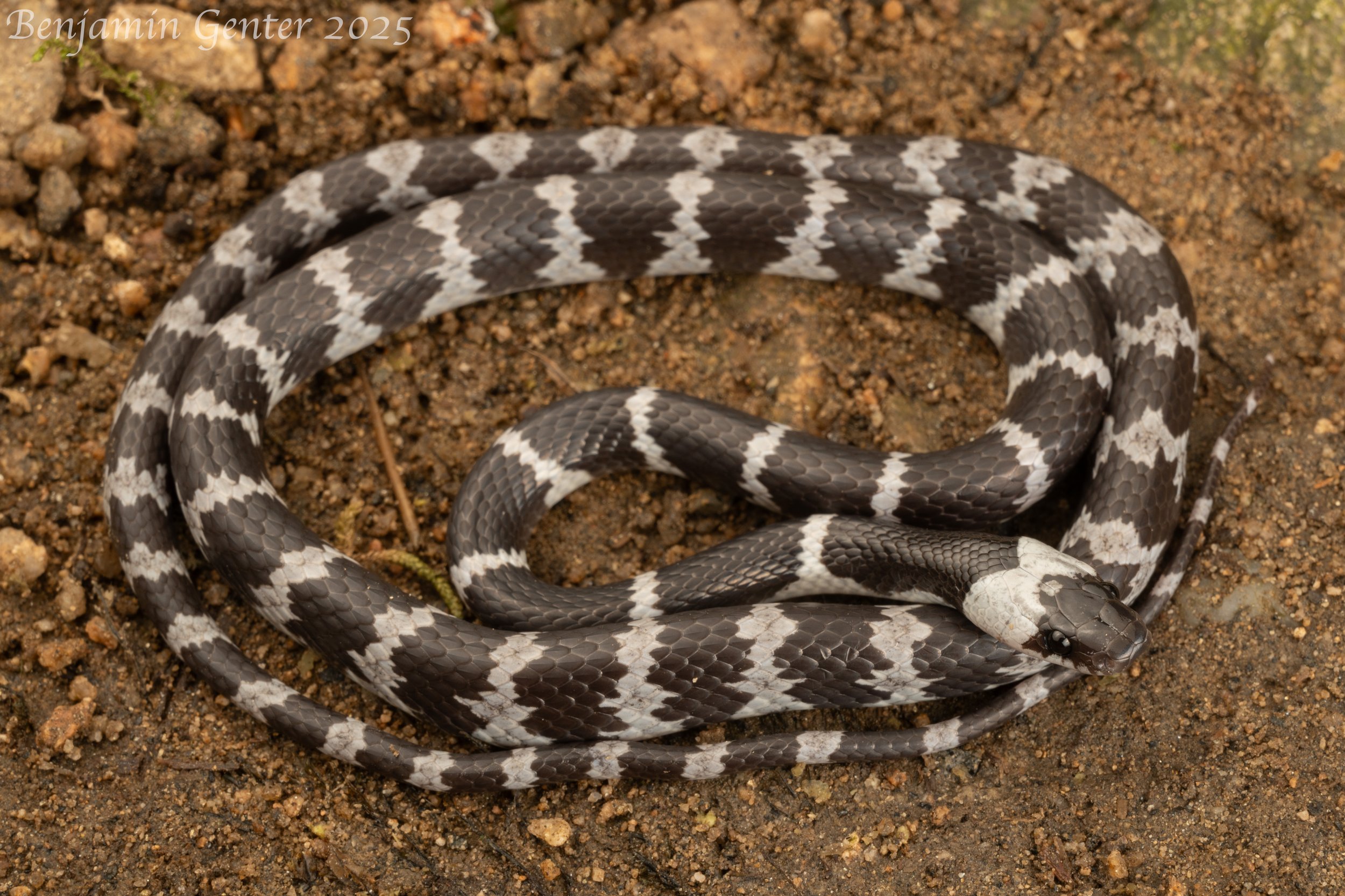 Mountain Wolf Snake (Lycodon ruhstrati)