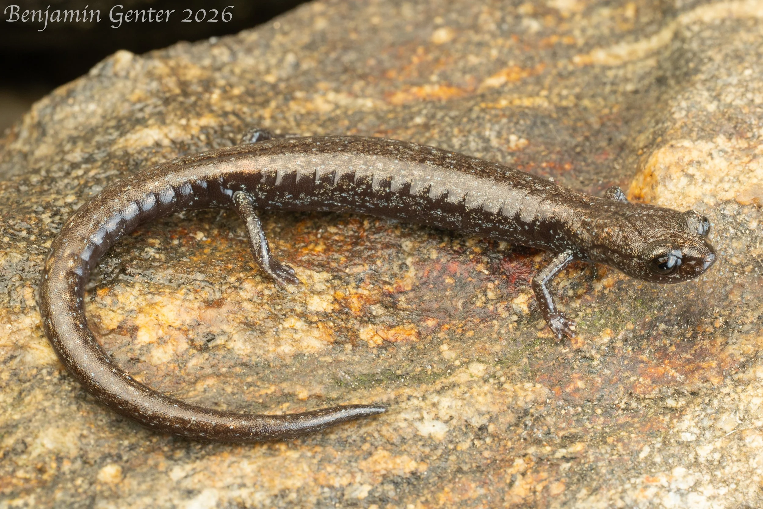 San Gabriel Mountains Slender Salamander (Batrachoseps gabrieli)