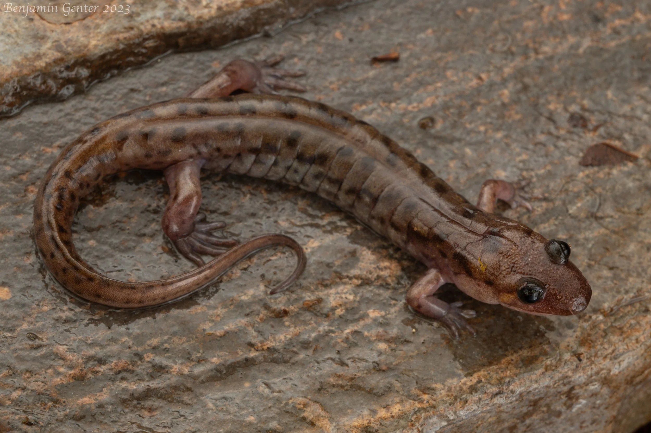 Seal Salamander (Desmognathus monticola)