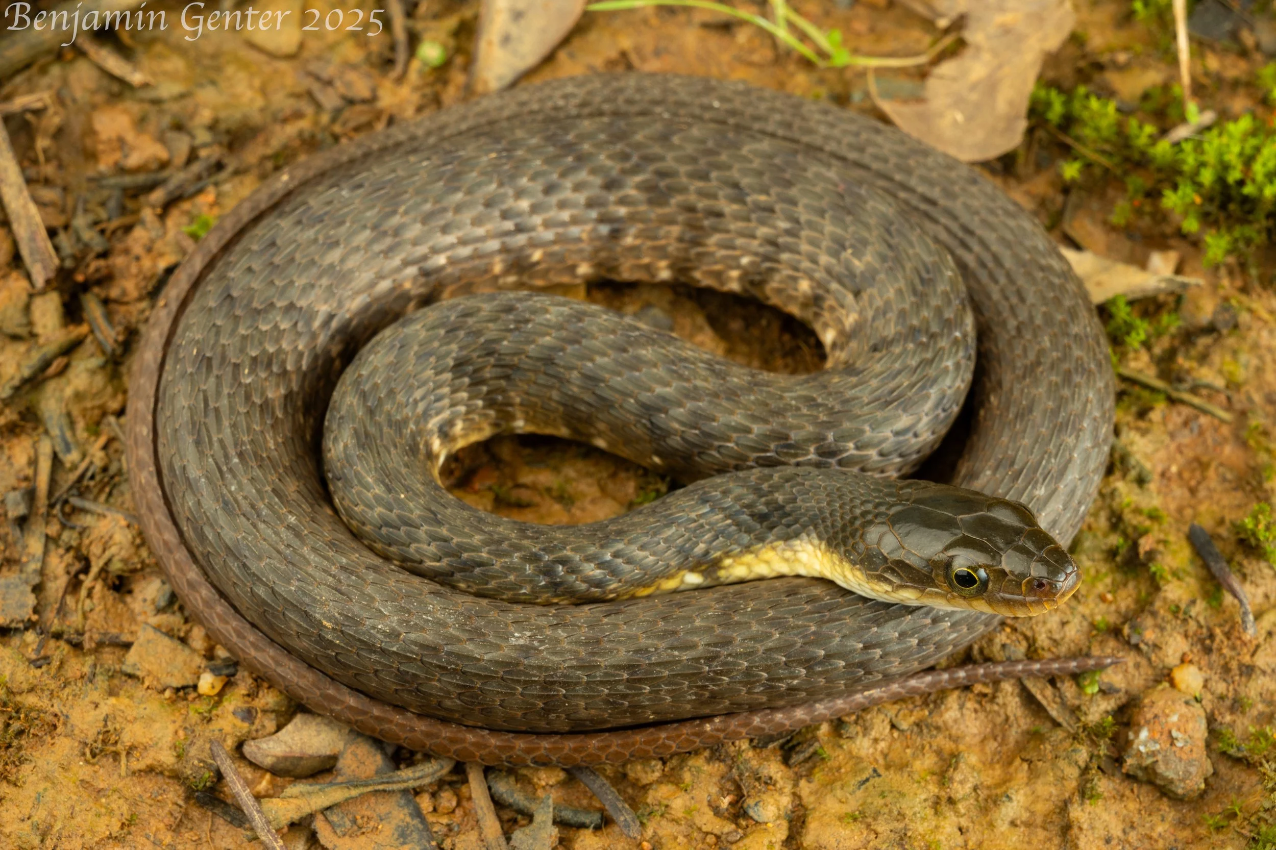 Mountain Watersnake (Trimerodytes percarinata)