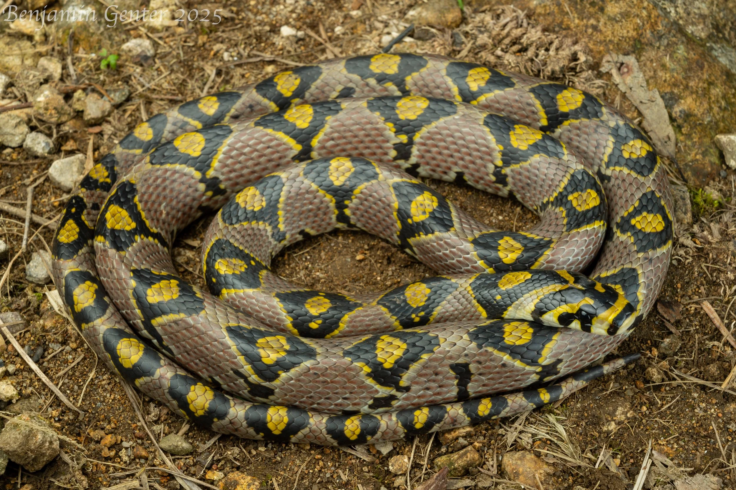 Mandarin Ratsnake (Euprepiophis mandarina)
