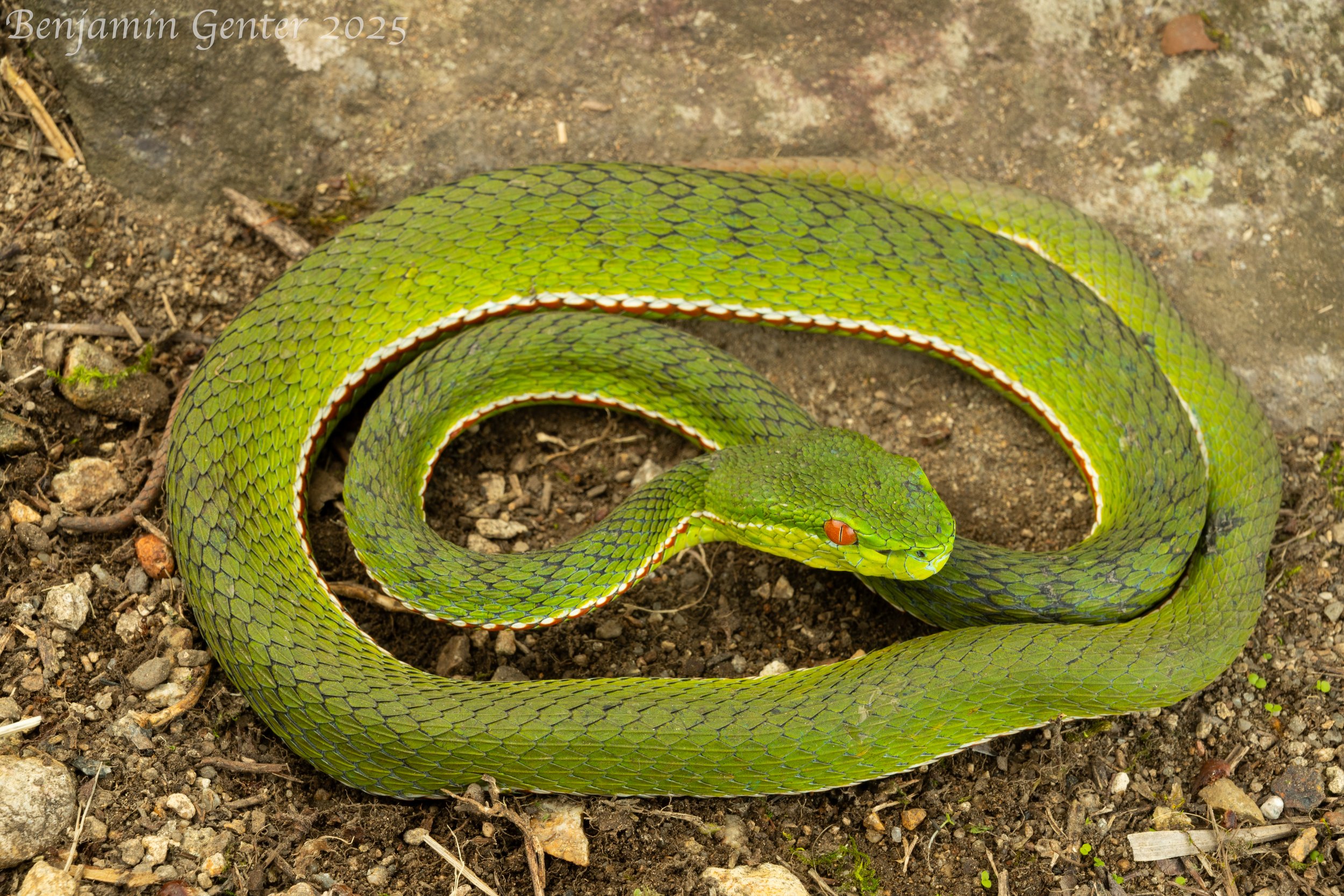 Chinese Green Tree Viper (Trimeresurus stejnegeri)
