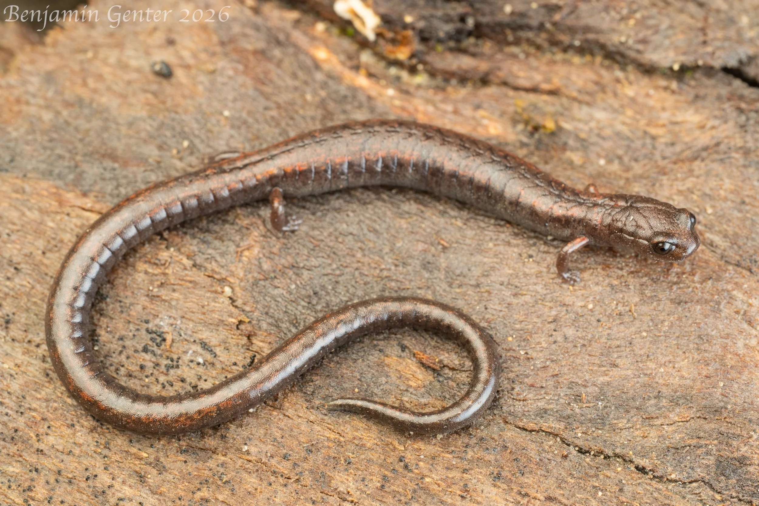 Gabilan Mountains Slender Salamander (Batrachoseps gavilanensis)