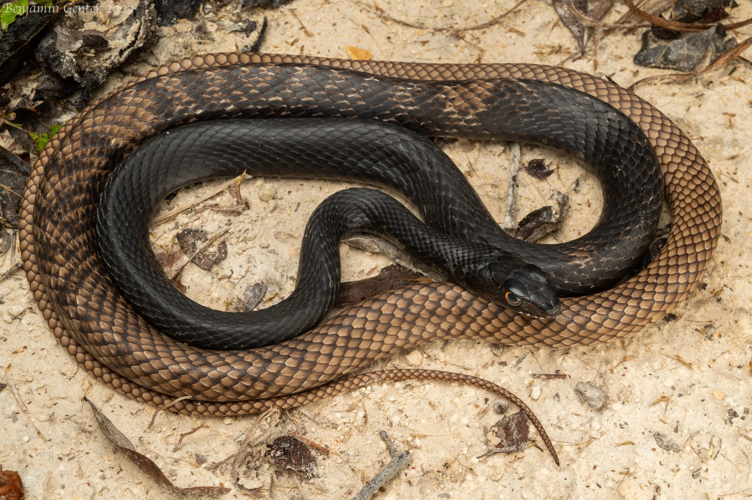 Coachwhip (Masticophis flagellum)