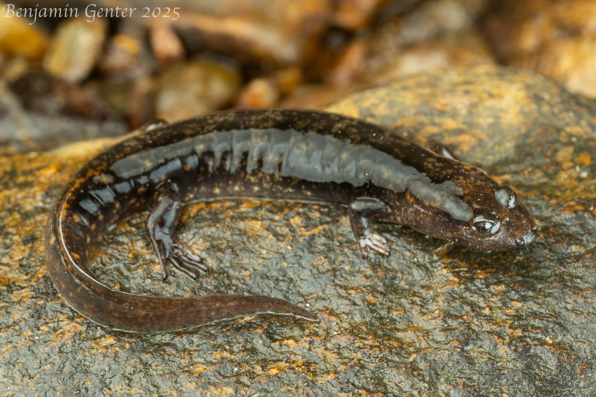 Southern Shovel-nosed Salamander (Desmognathus aureatus)
