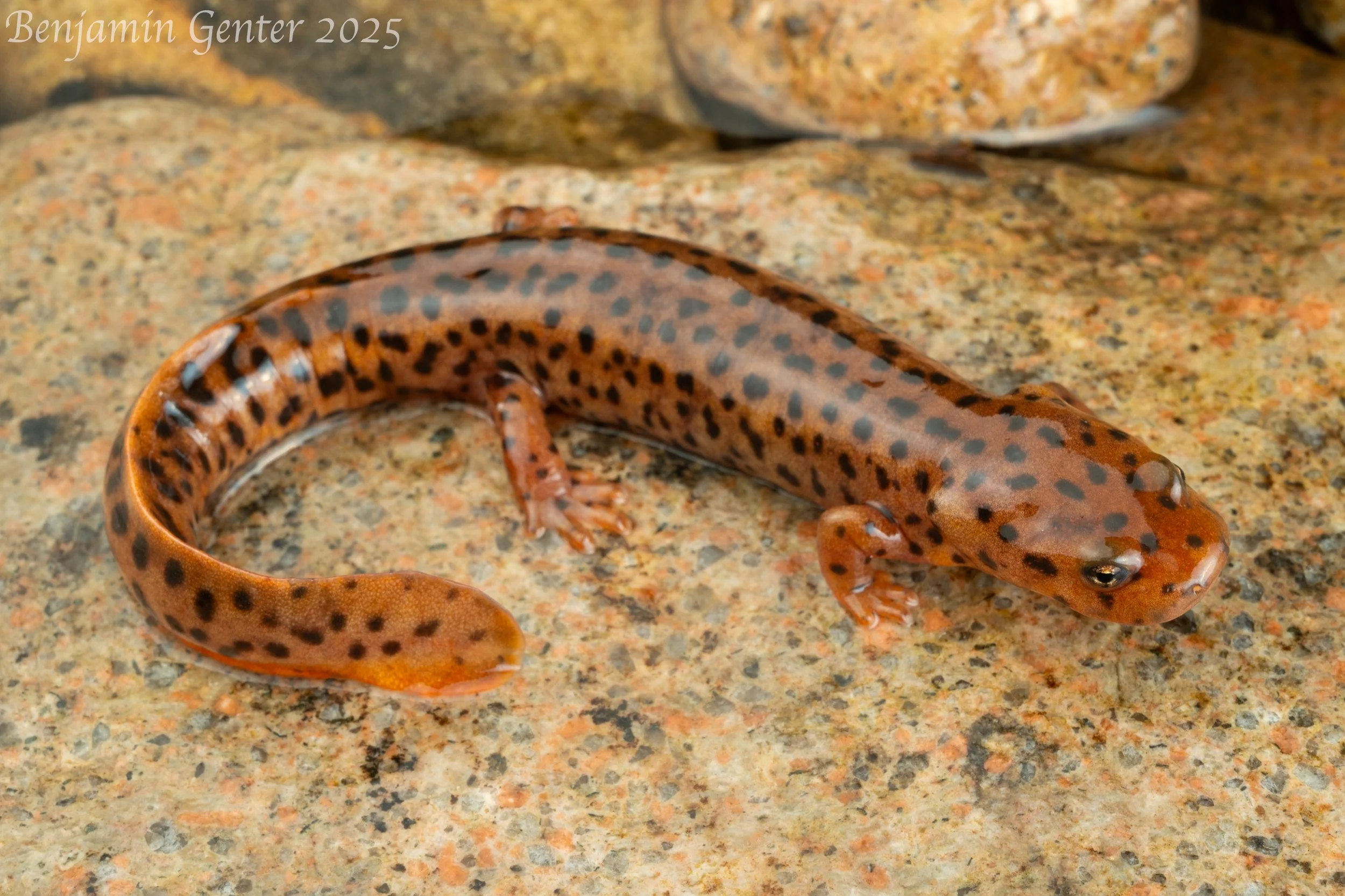 Black-spotted Stout Newt (Pachytriton brevipes)