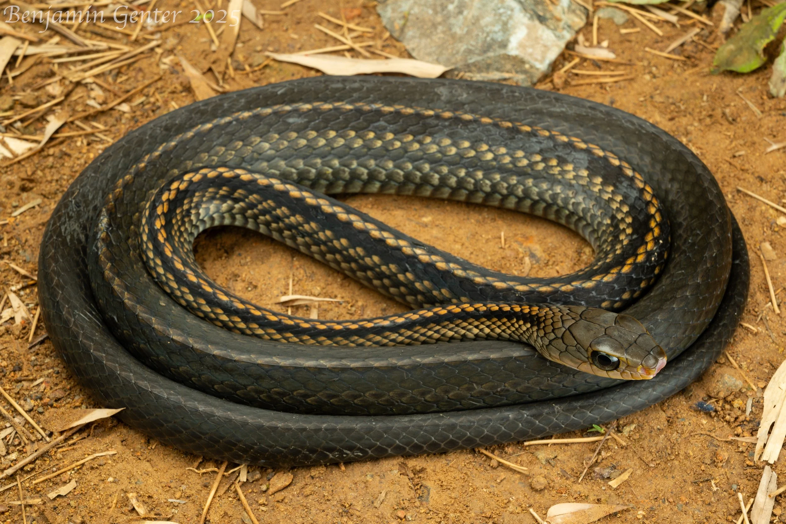 Big-eyed Ratsnake (Ptyas dhumnades)