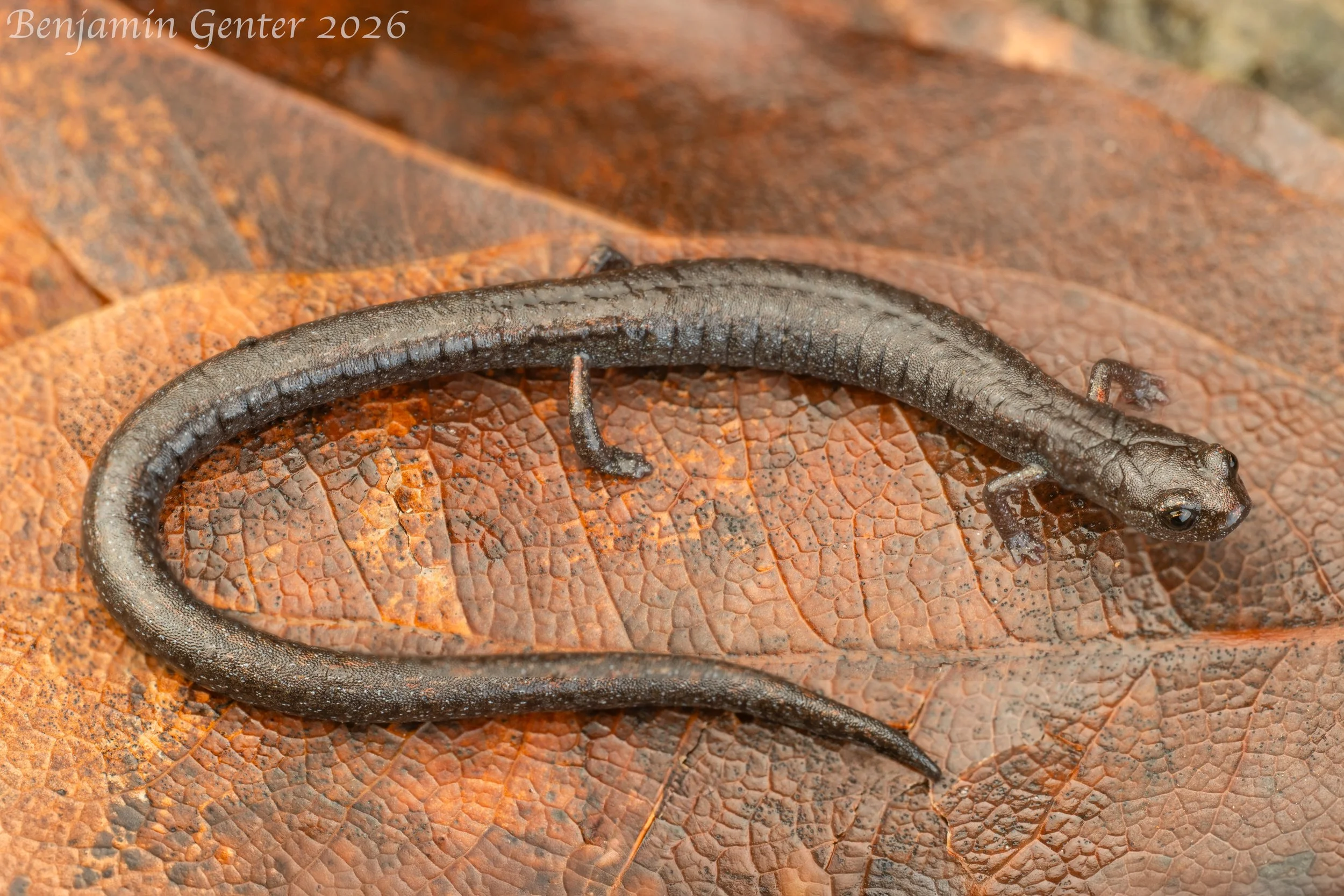 San Simeon Slender Salamander (Batrachoseps incognitus)