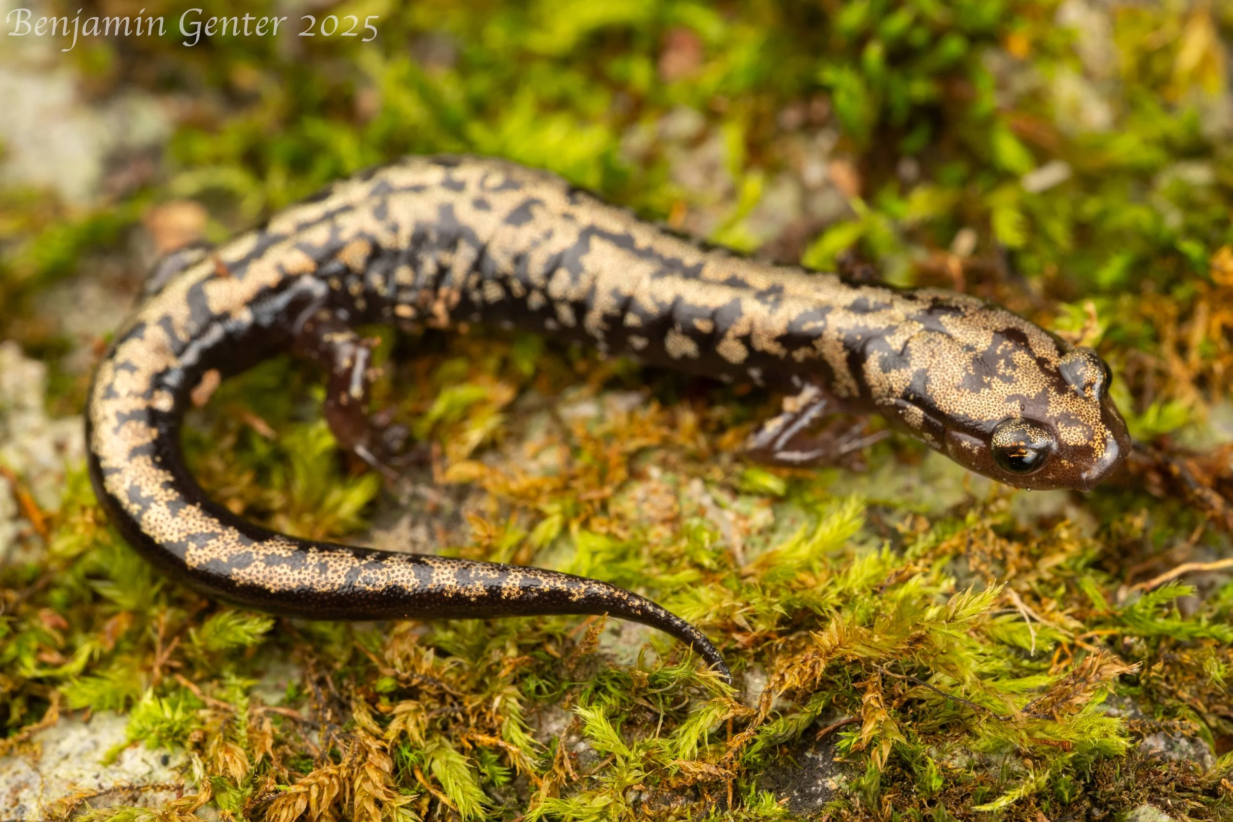 Weller's Salamander (Plethodon welleri)