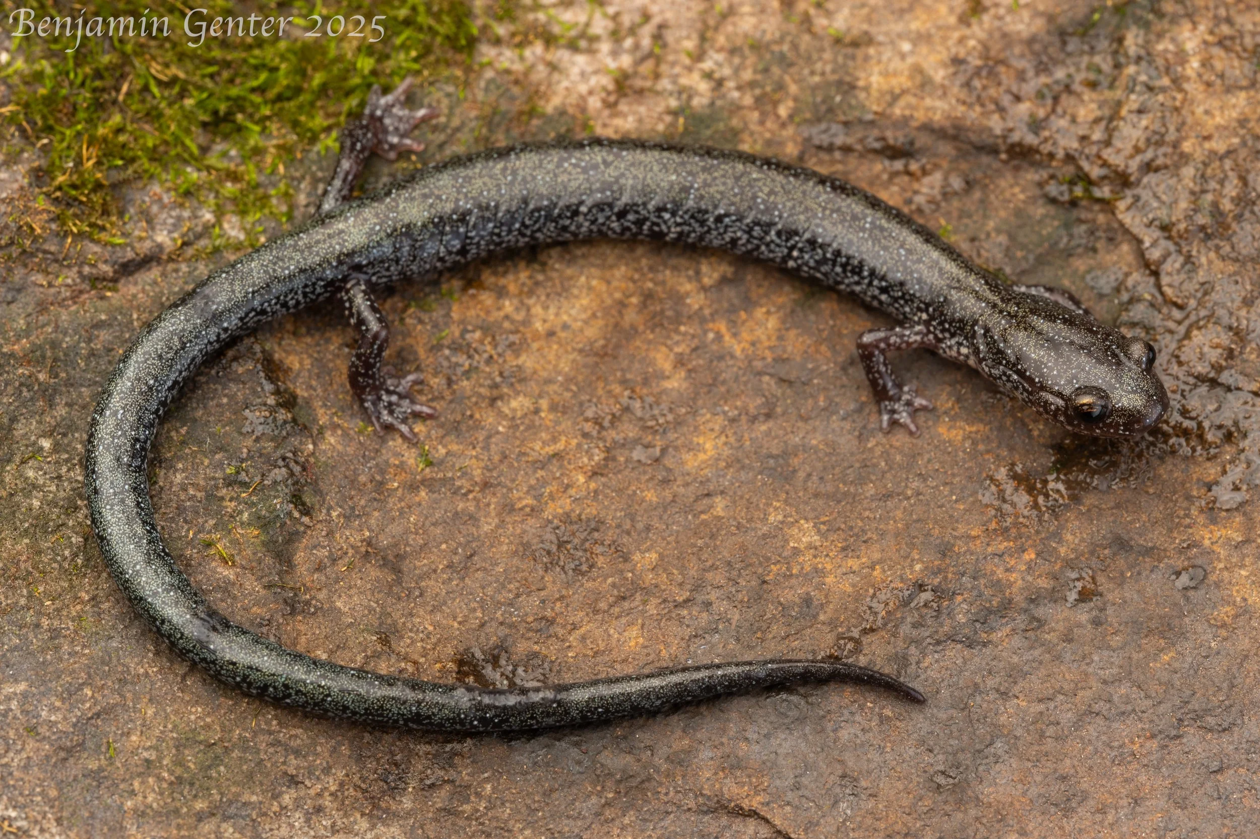 Valley and Ridge Salamander (Plethodon hoffmani)