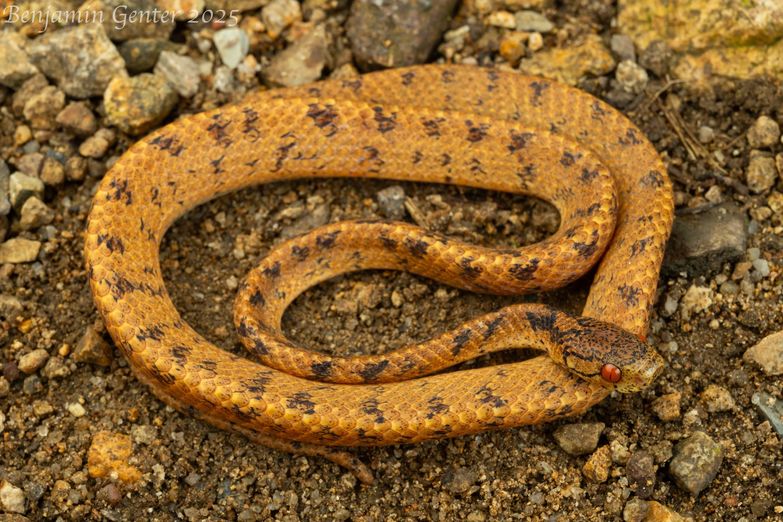 Formosa Slug Snake (Pareas formosensis)