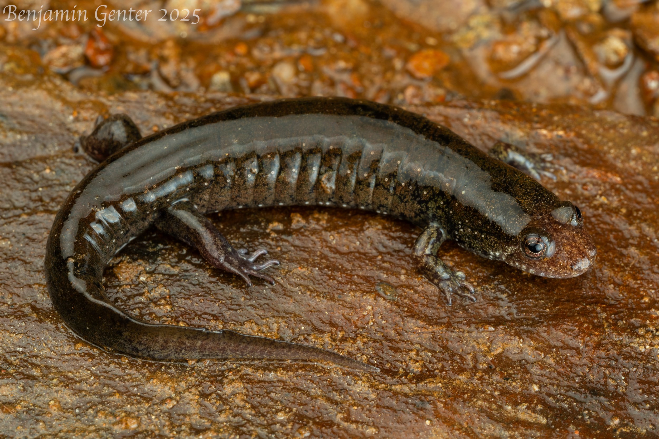 Dwarf Black-bellied Salamander (Desmognathus folkertsi)