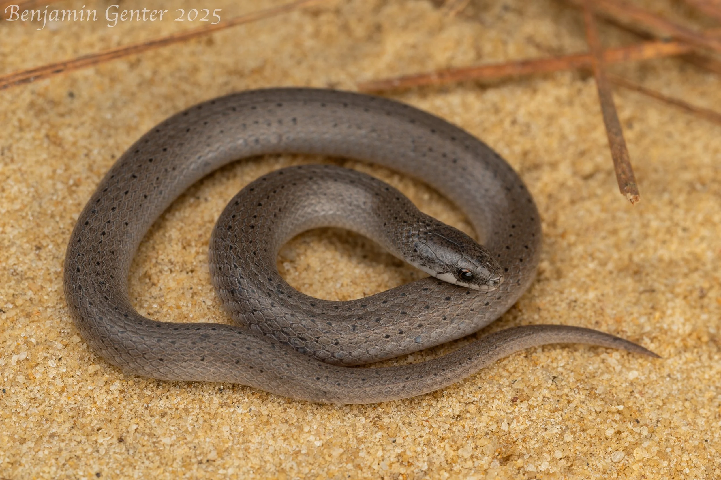Eastern Smooth Earthsnake (Virginia valeriae valeriae)