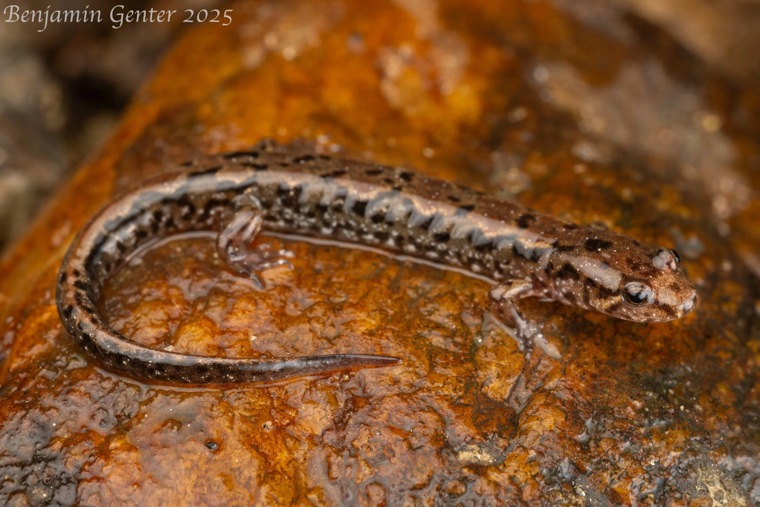 Foothills Dusky Salamander (Desmognathus anicetus)
