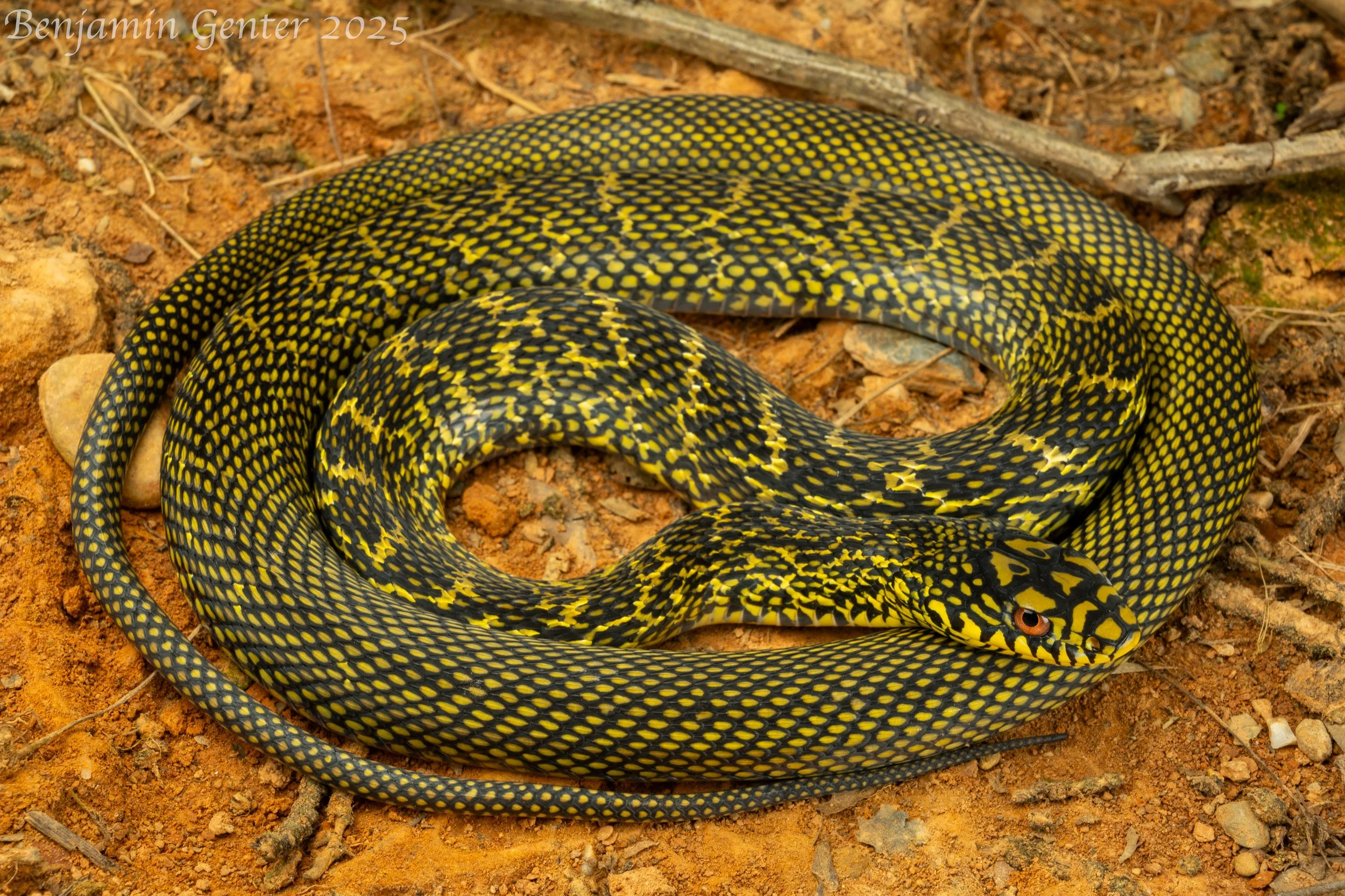 King Ratsnake (Elaphe carinata)