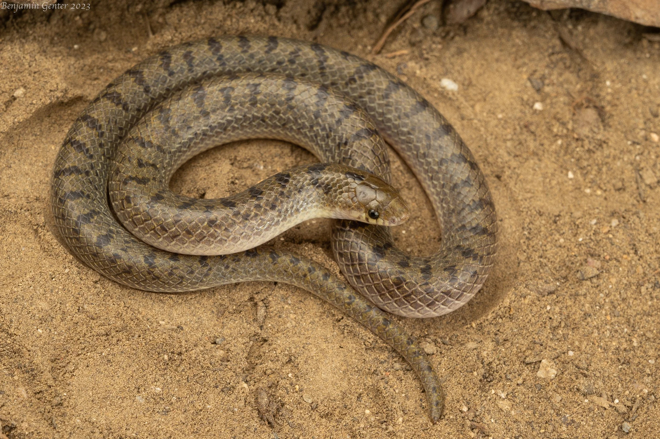 Tamaulipan Hook-nosed Snake (Ficimia streckeri)