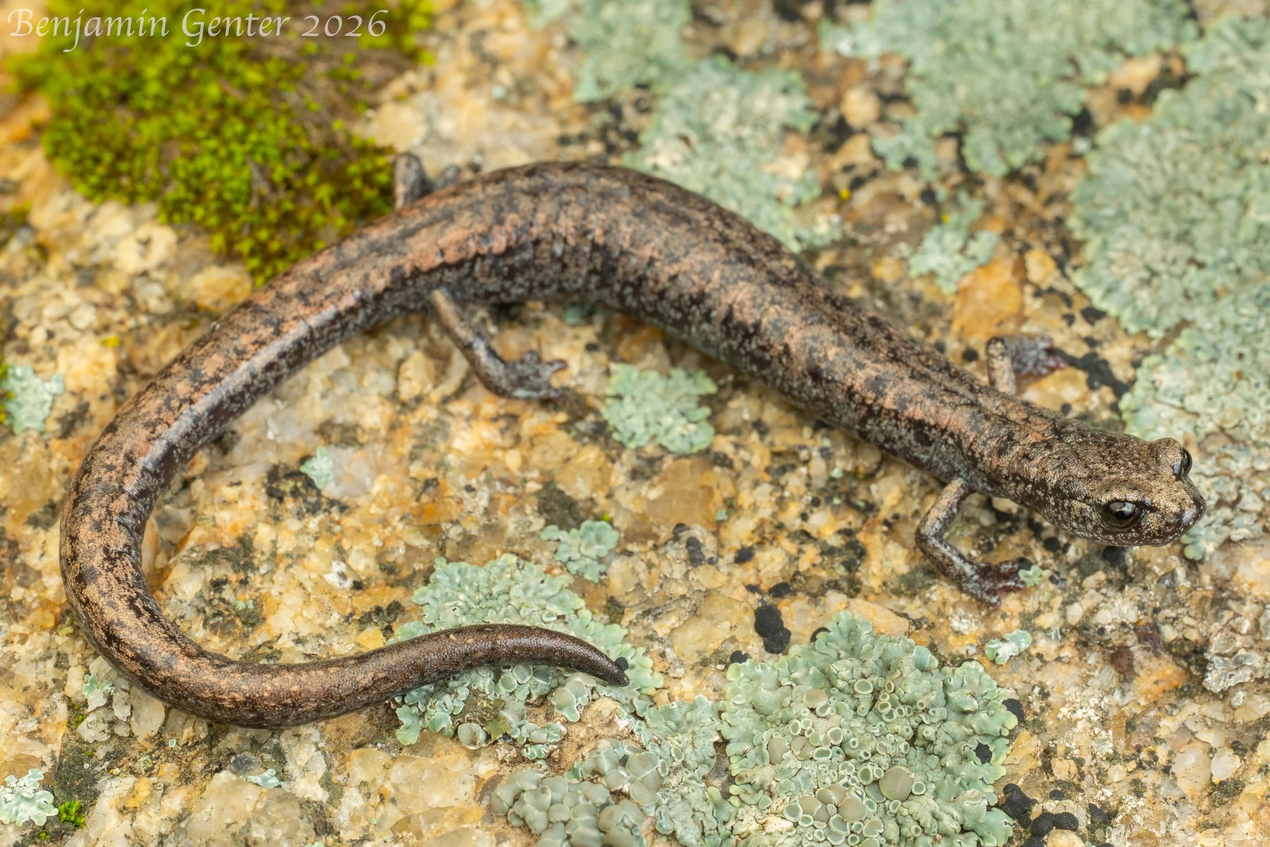 Tehachapi Slender Salamander (Batrachoseps stebbinsi)