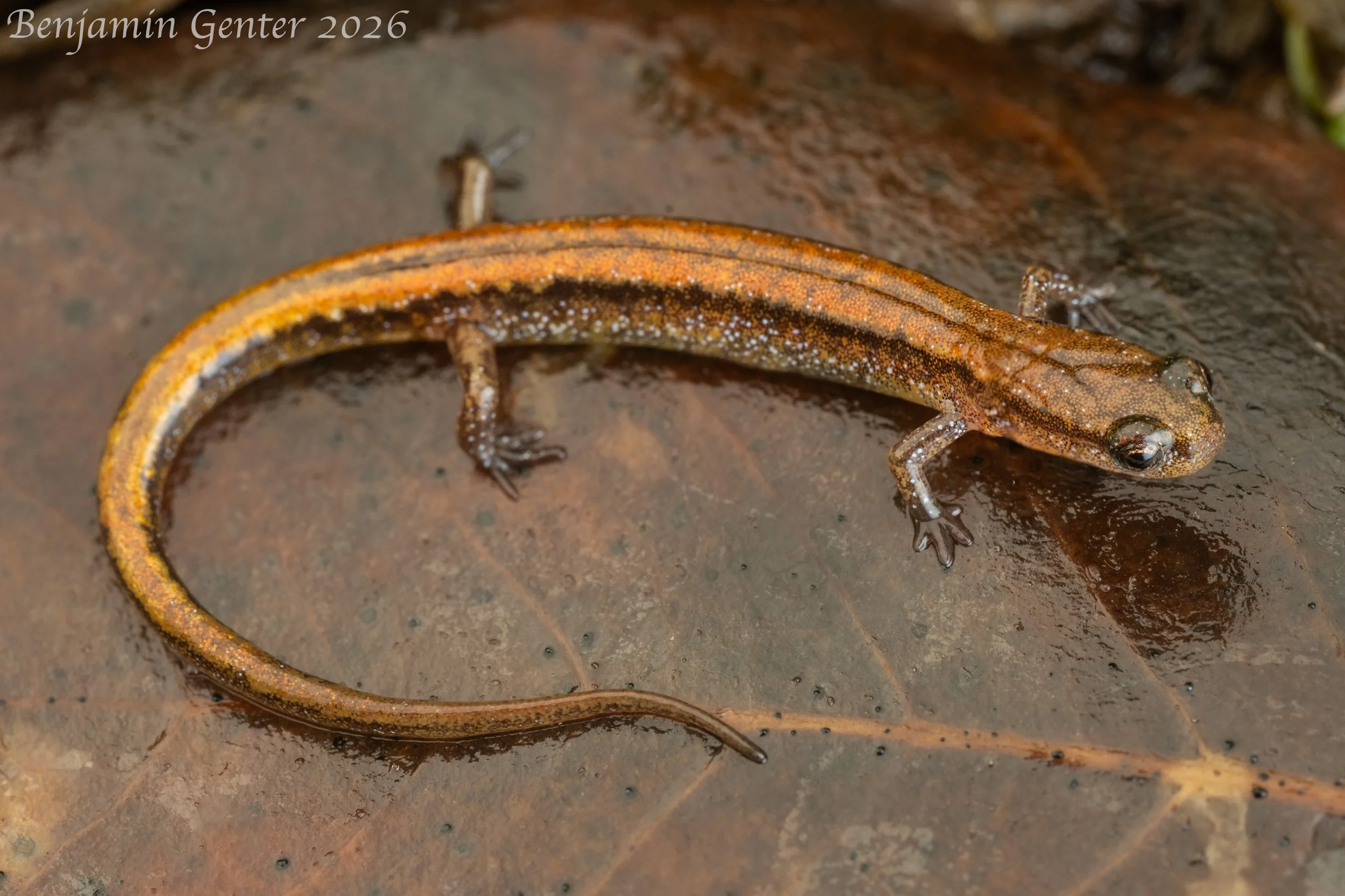 Bog Dwarf Salamander (Eurycea sphagnicola)
