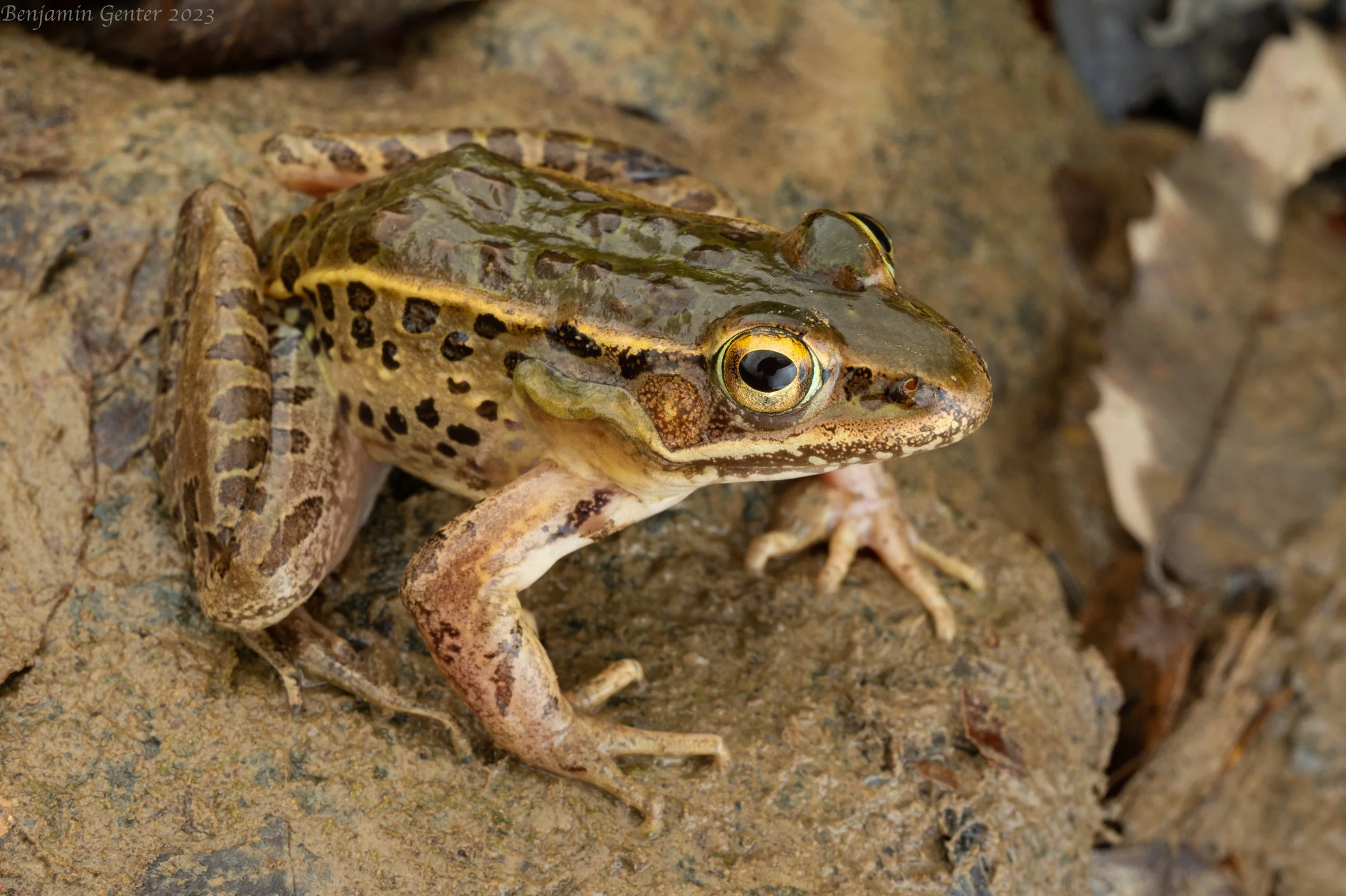 Southern Leopard Frog (Rana sphenocephala)