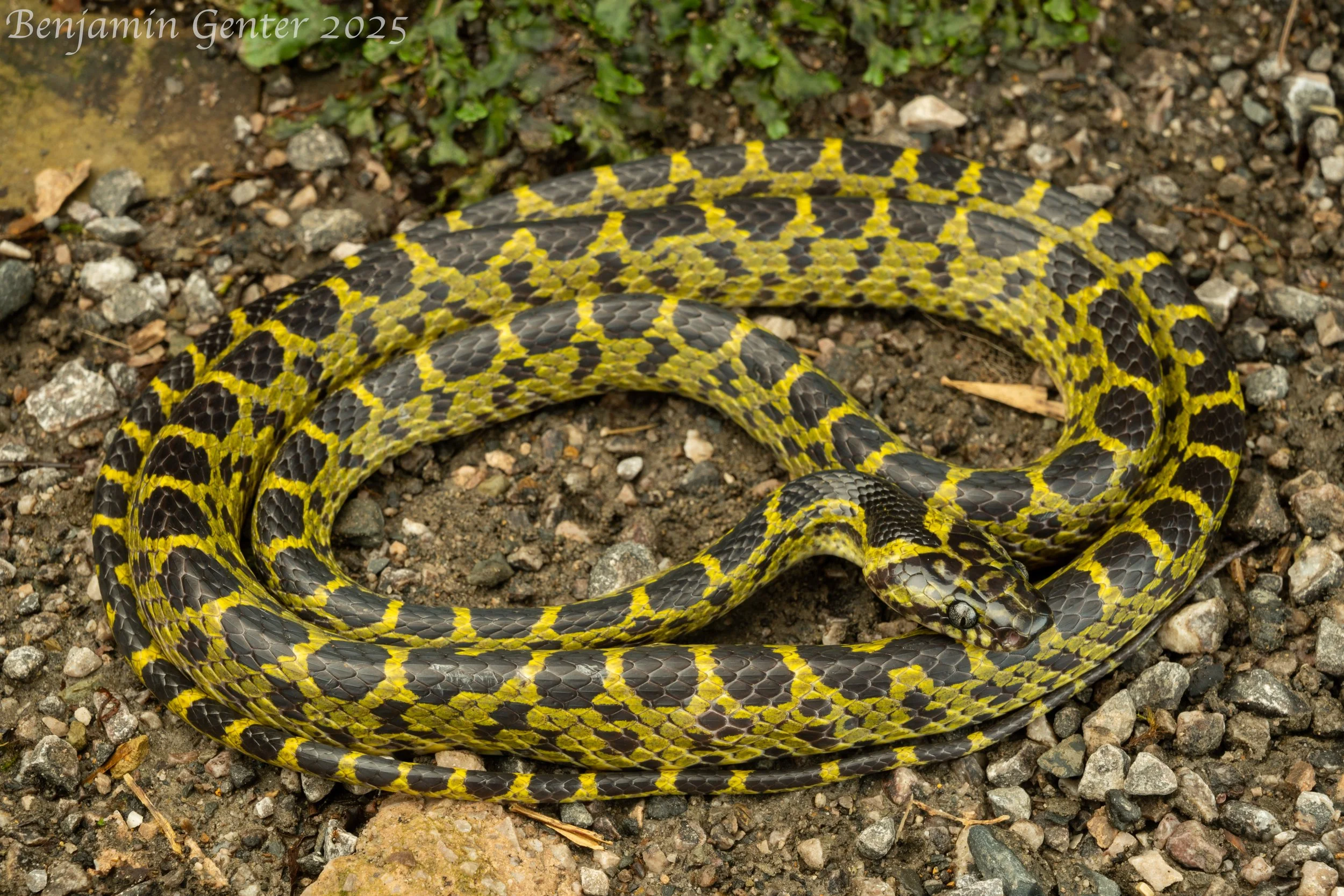 Vietnam Wolf Snake (Lycodon meridionalis)