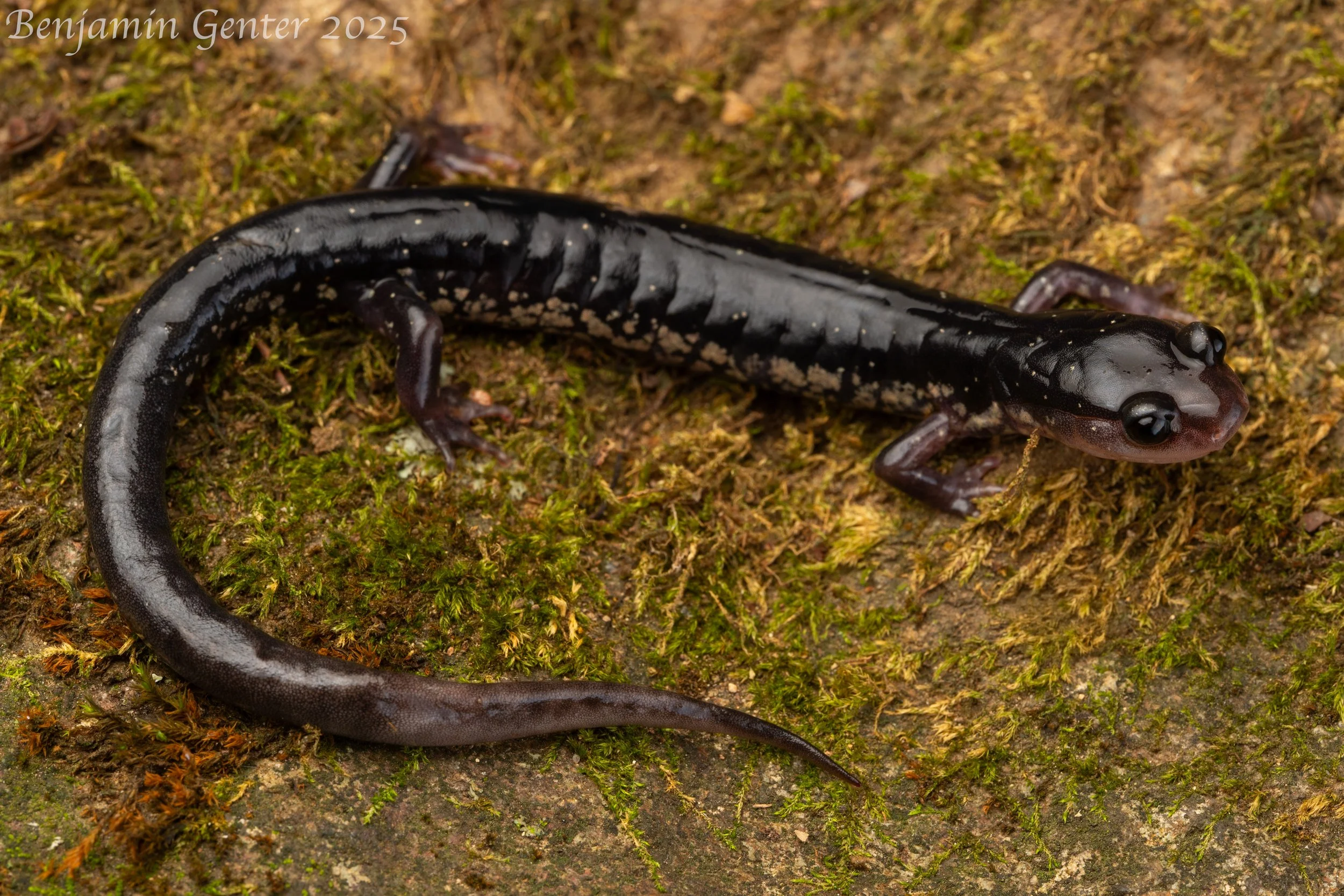 Chattahoochee Slimy Salamander (Plethodon chattahoochee)