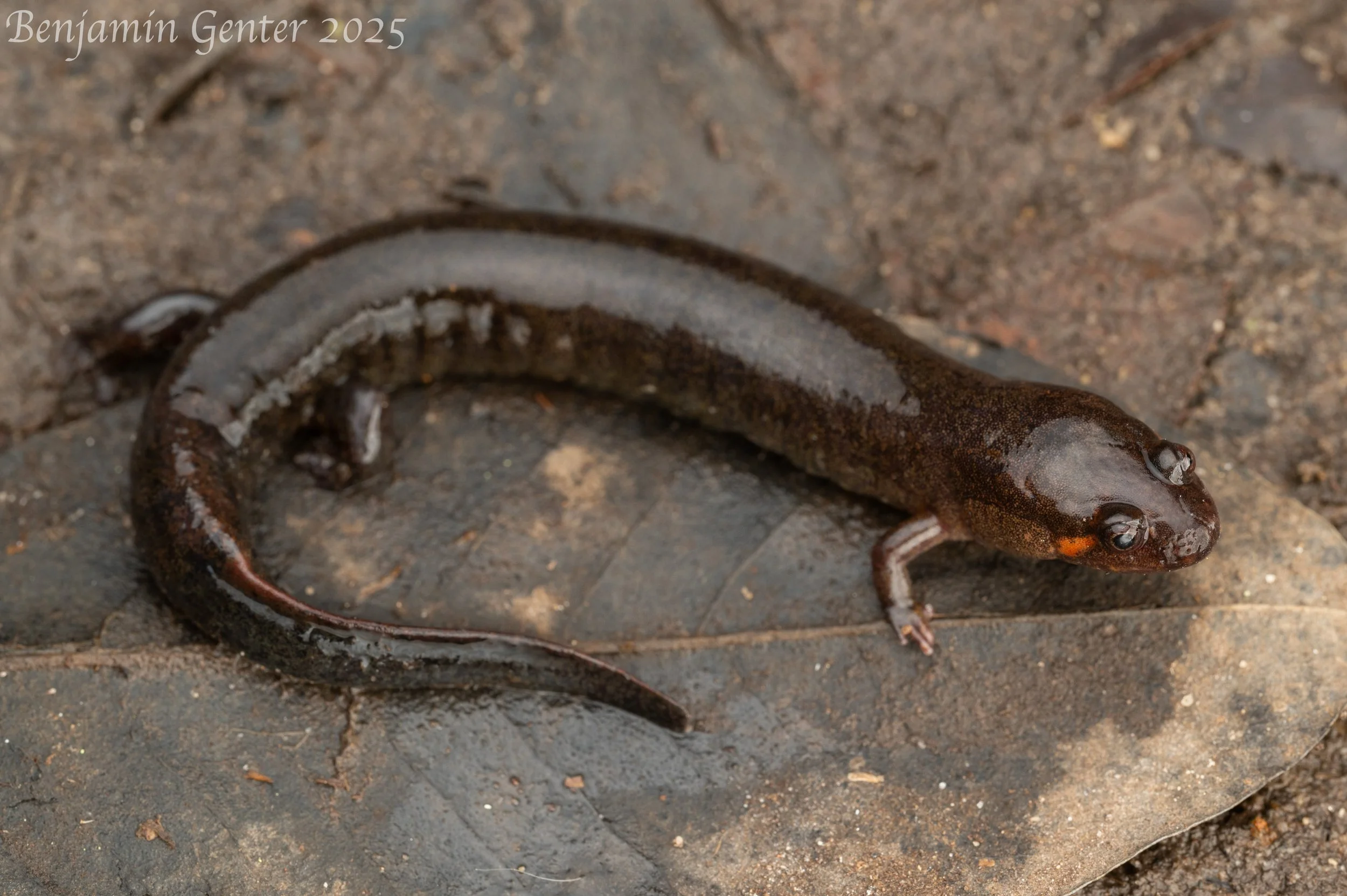 Pascagoula Dusky Salamander (Desmognathus pascagoula)