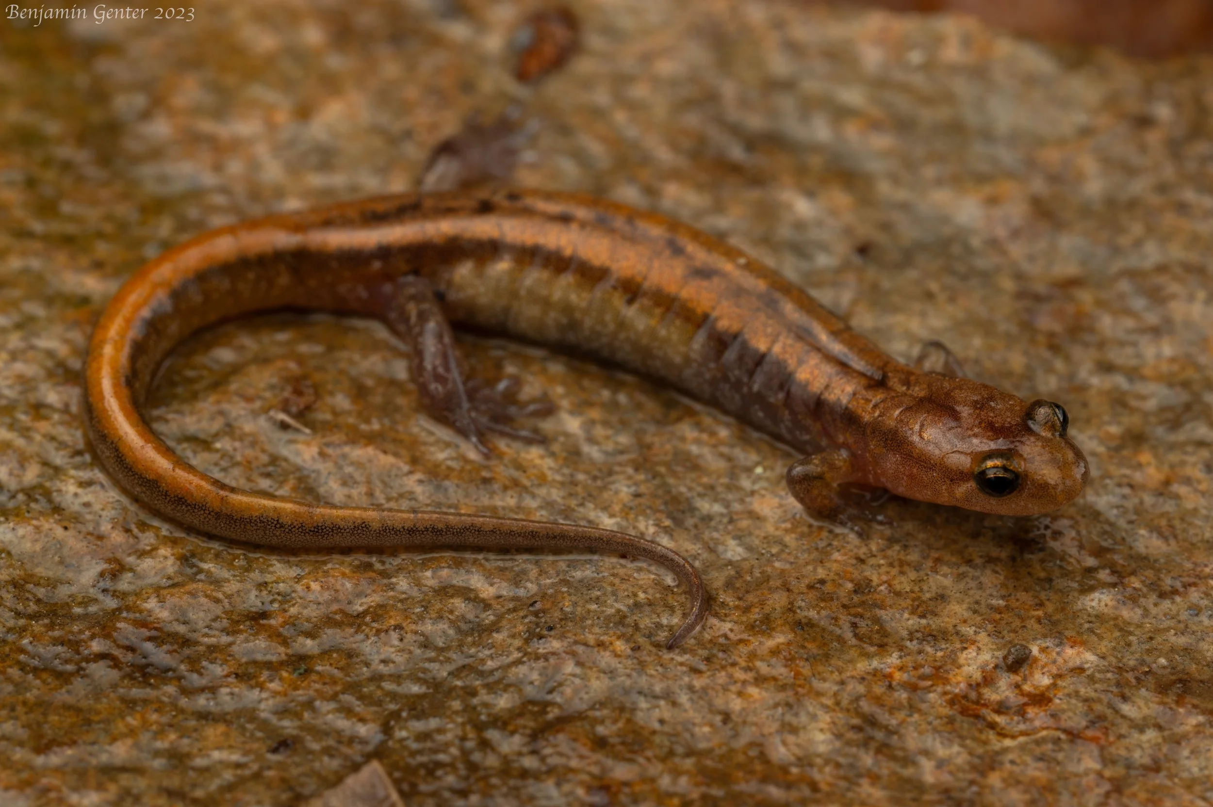 Allegheny Mountain Dusky Salamander (Desmognathus ochrophaeus)