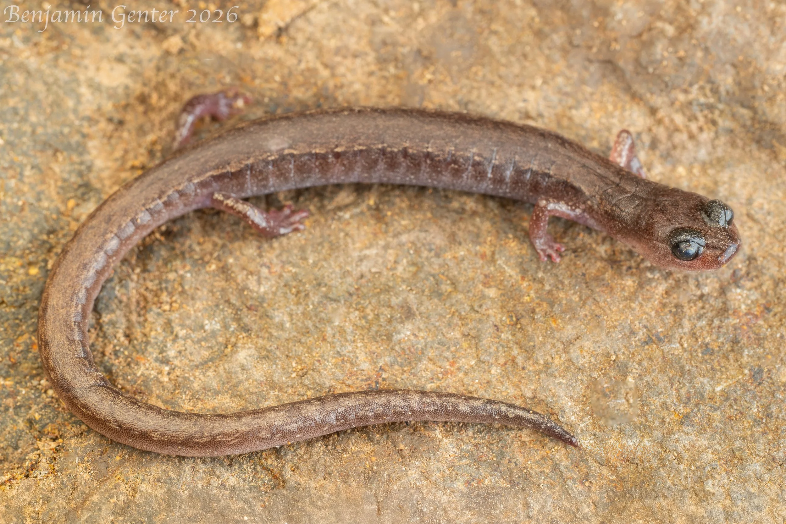 Channel Islands Slender Salamander (Batrachoseps pacificus)