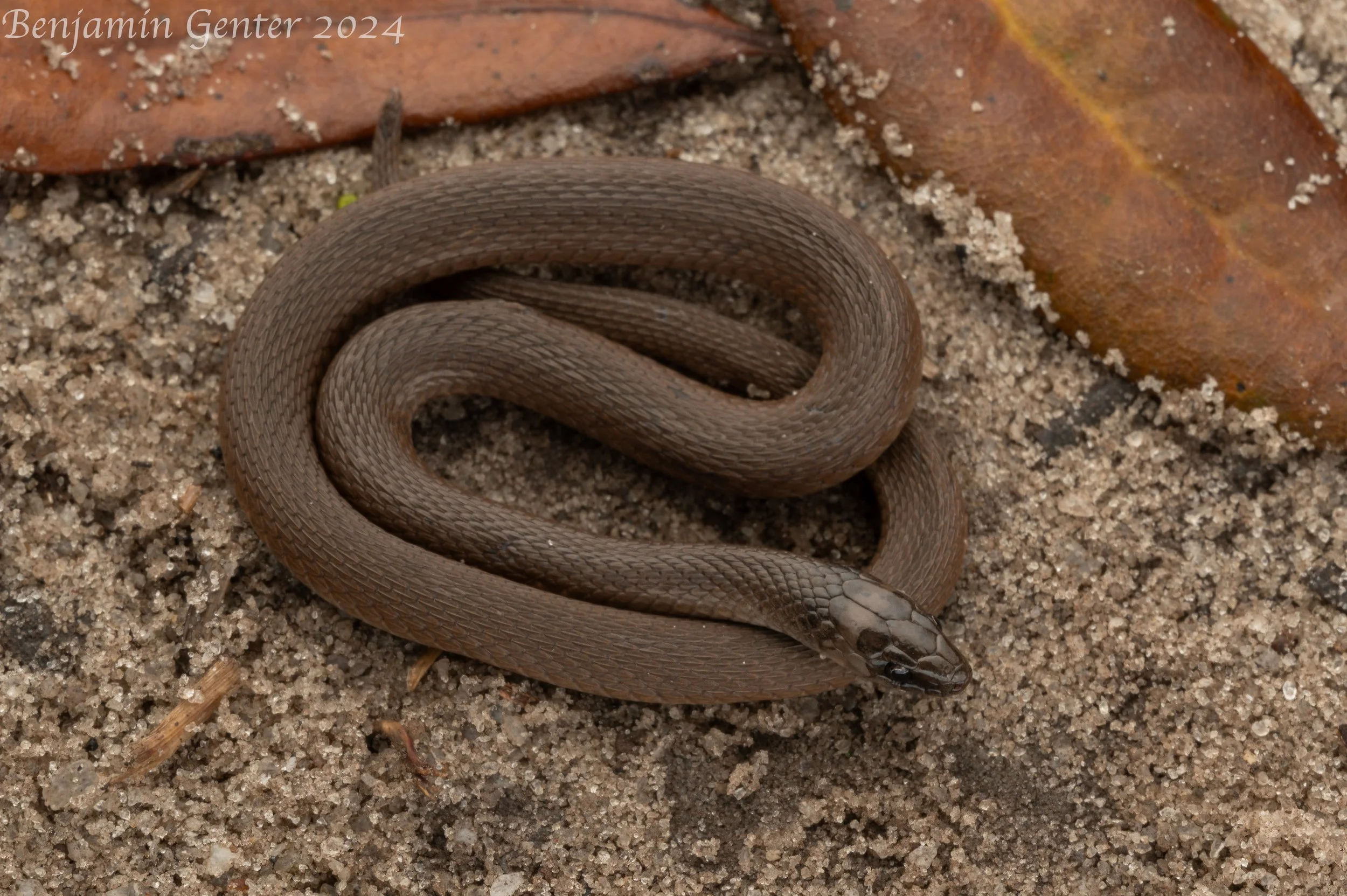 Rough Earth Snake (Haldea striatula)