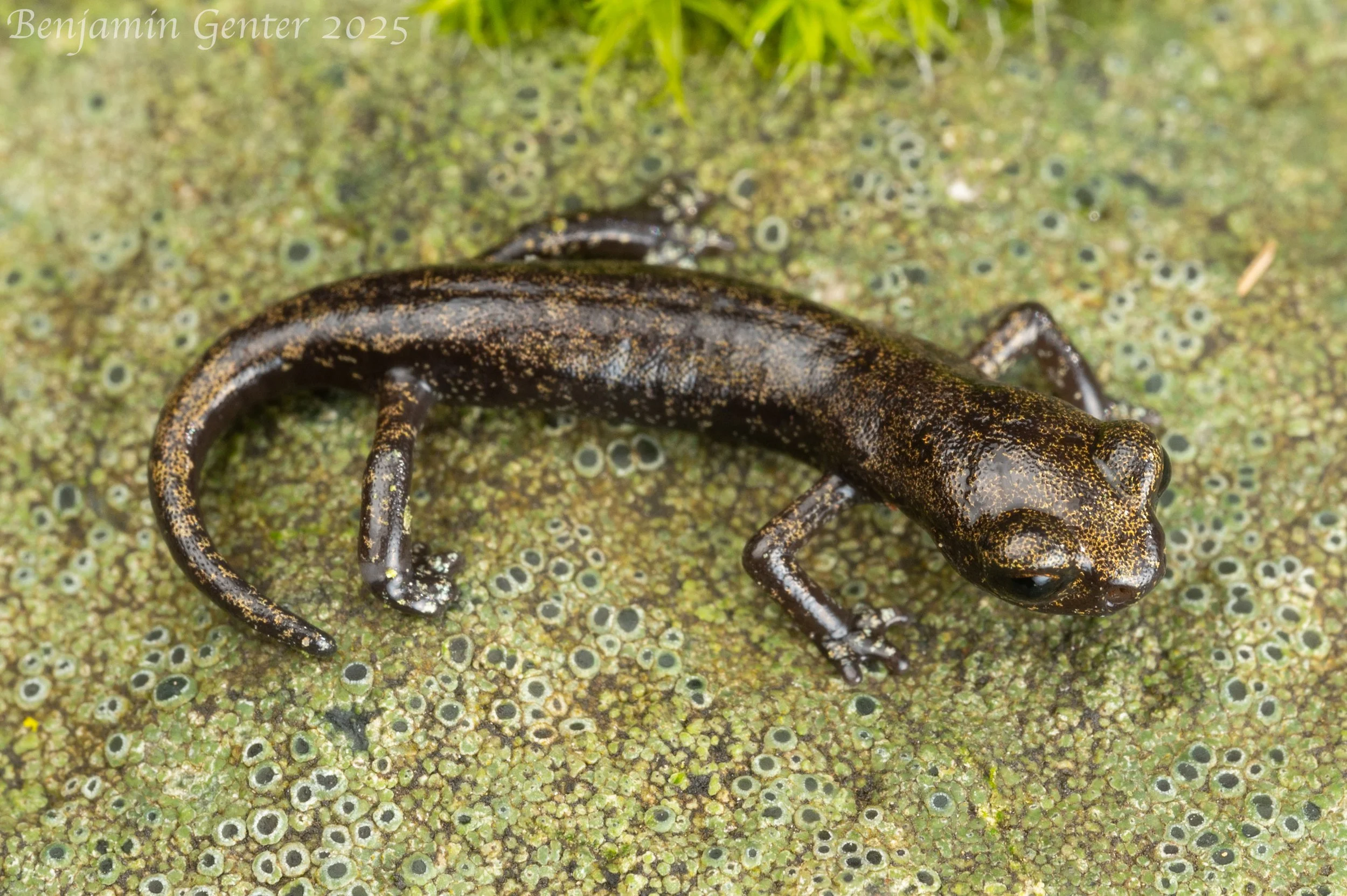 Wintu Shasta Salamander (Hydromantes wintu)