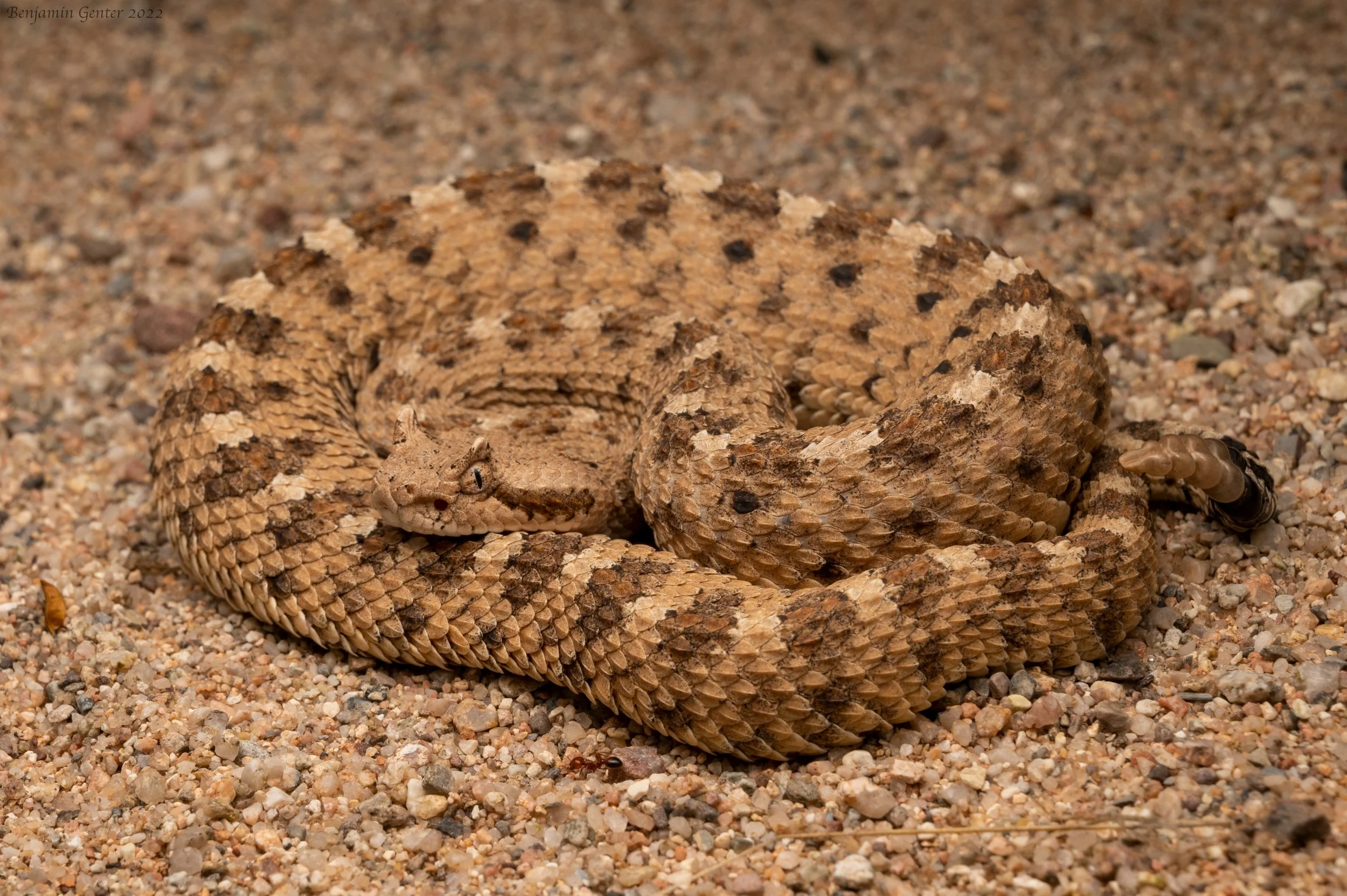 Sidewinder (Crotalus cerastes)