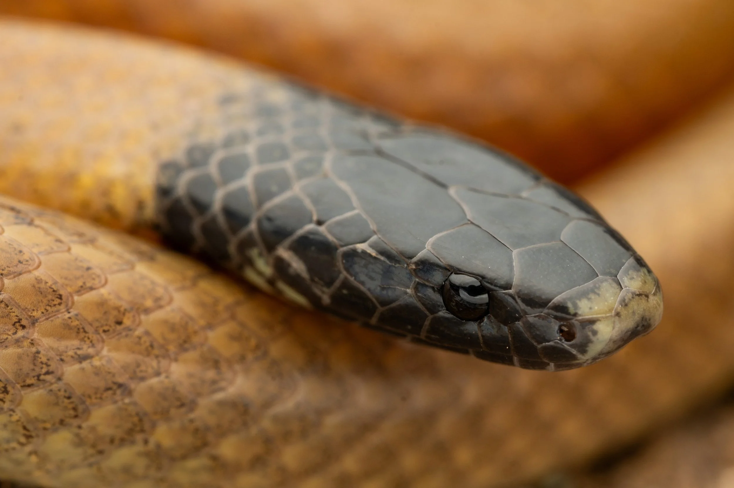 Big Bend Black-headed Snake (Tantilla cucullata)