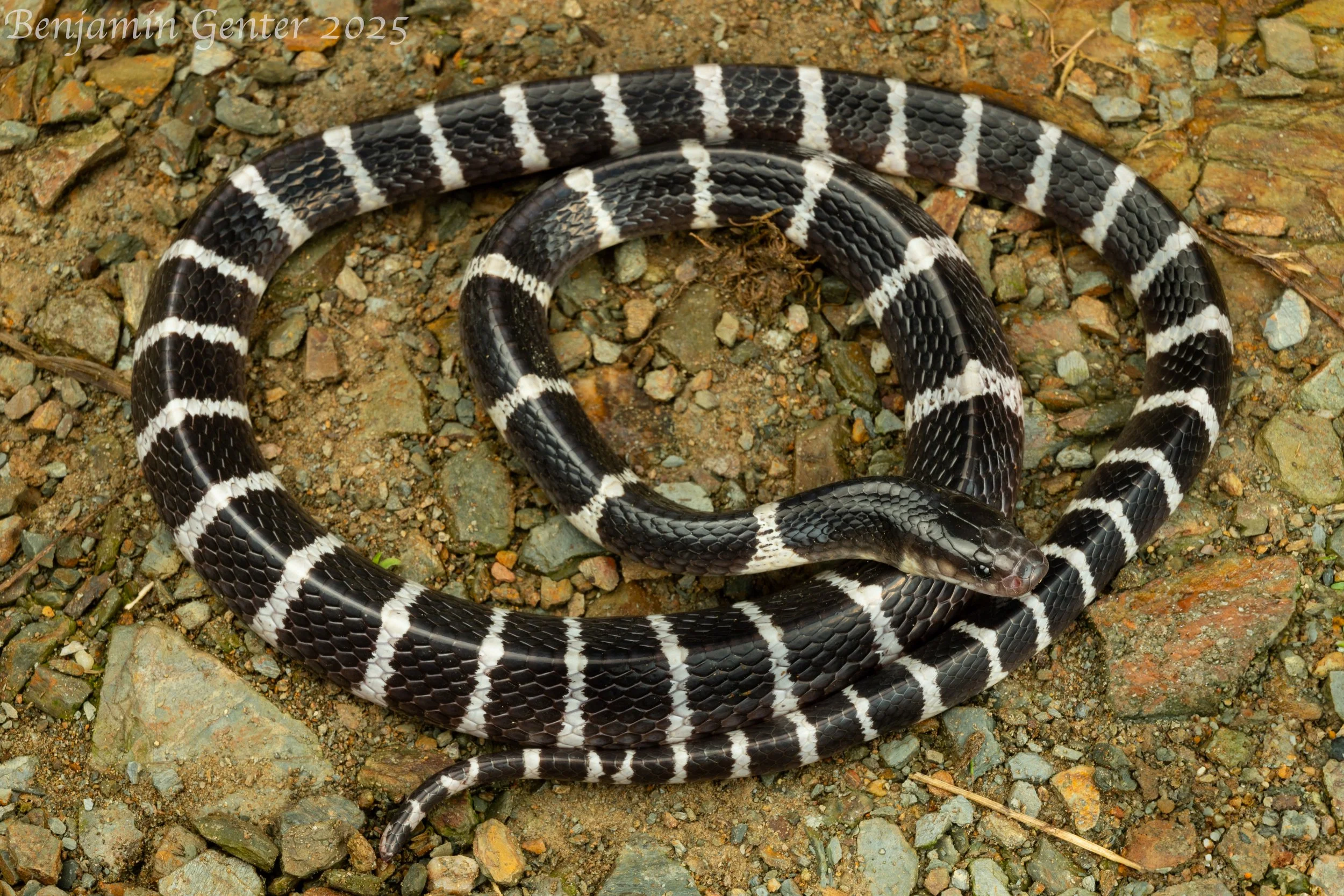 Many-banded Krait (Bungarus multicinctus)