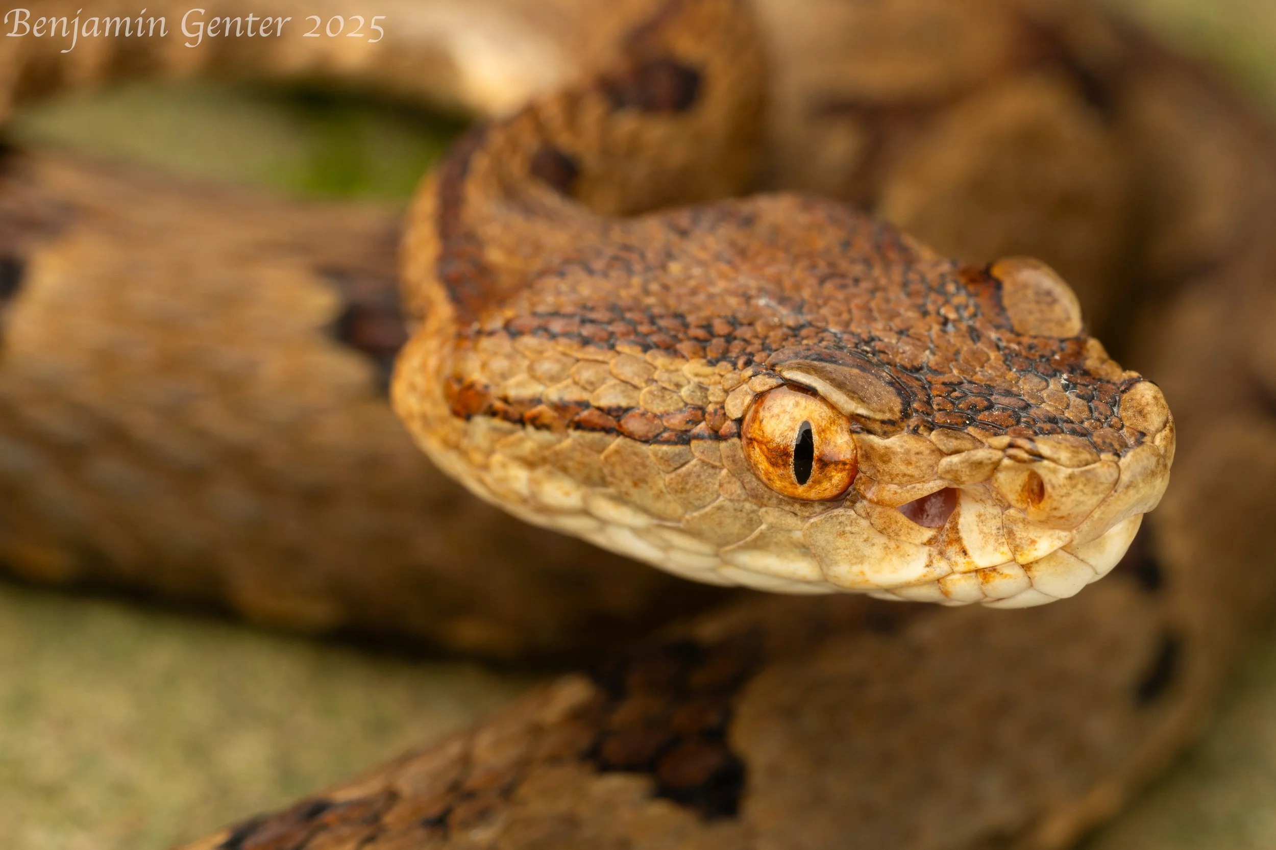 Dabie Mountains Pit Viper (Protobothrops dabieshanensis)