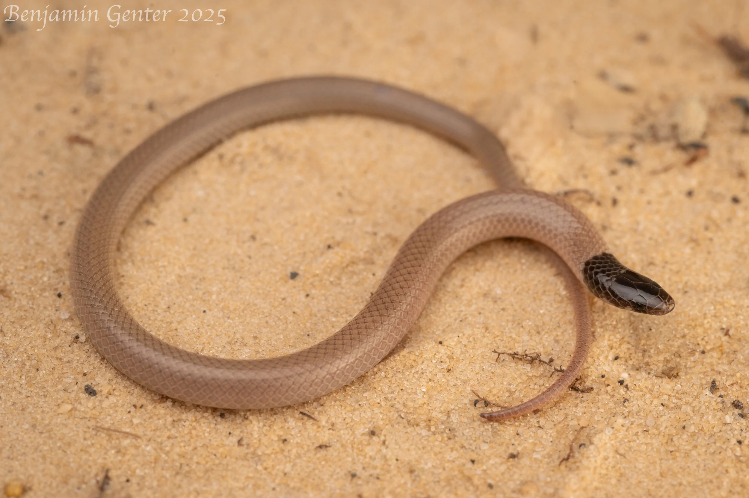 Central Florida Crowned Snake (Tantilla relicta neilli)