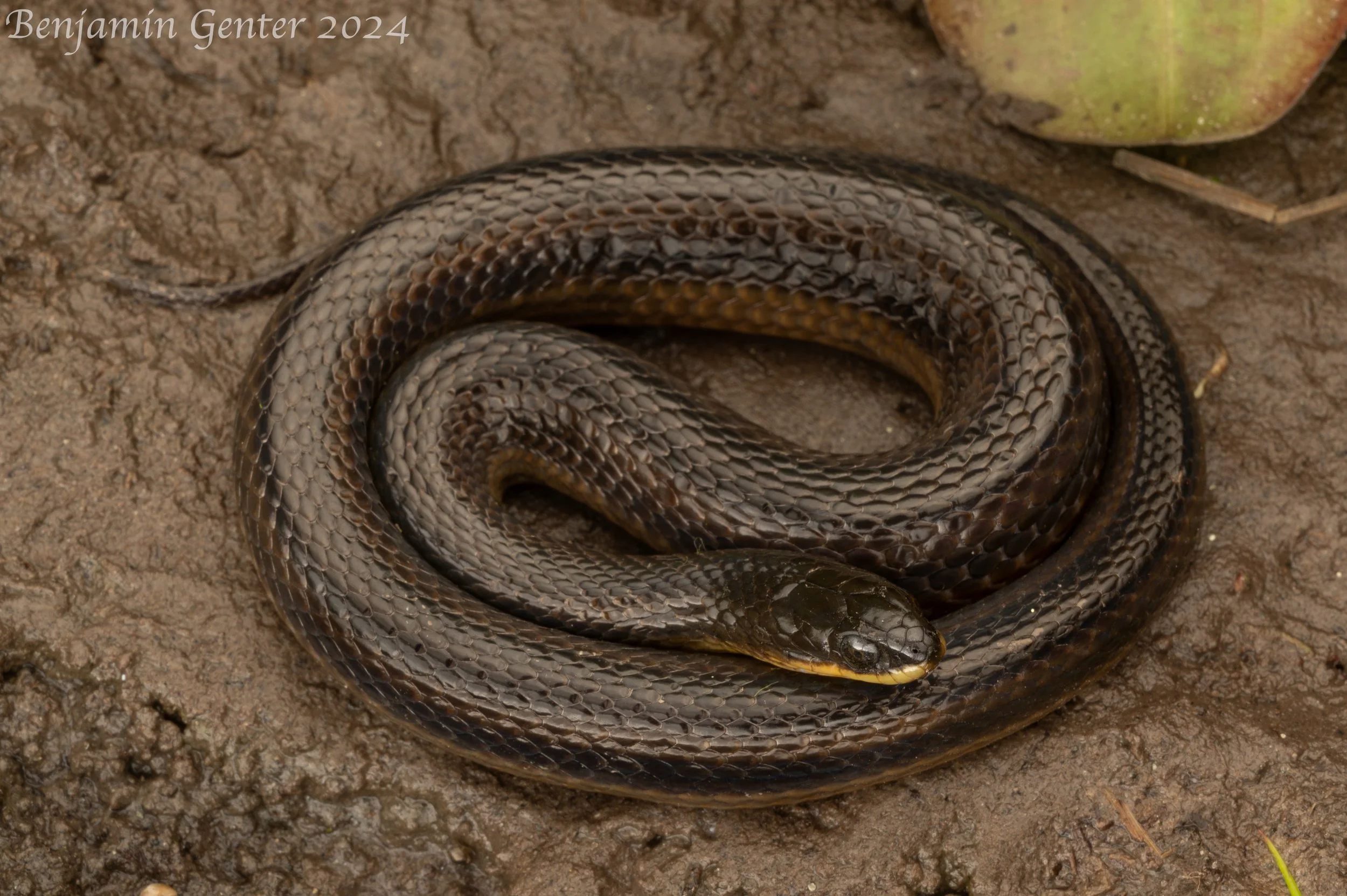 Striped Swampsnake (Liodytes alleni)