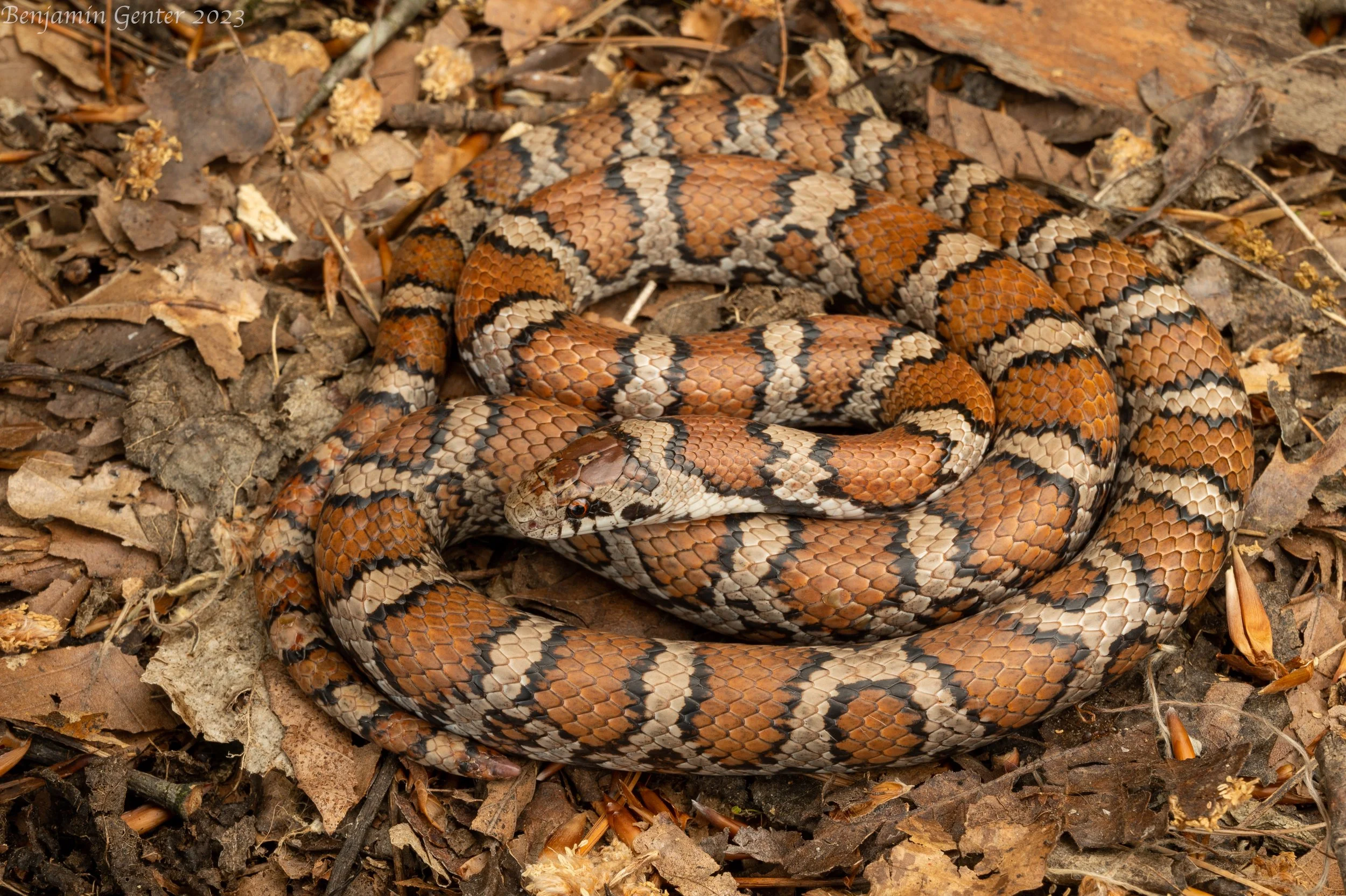 Eastern Milksnake (Lampropeltis triangulum)