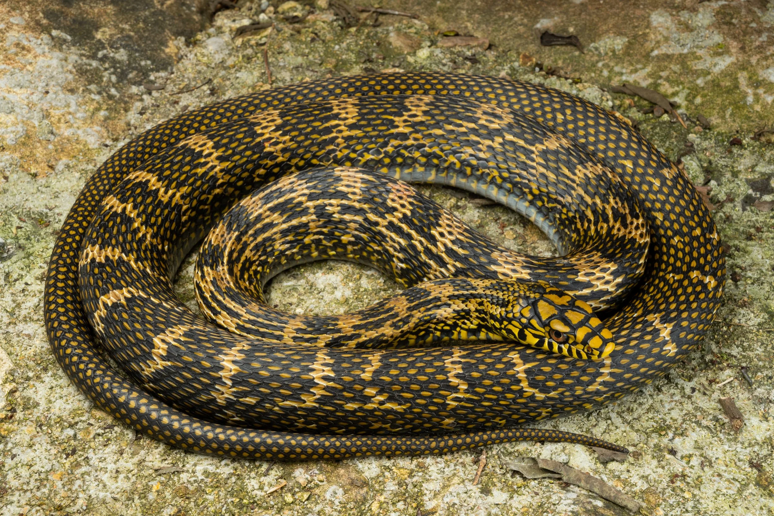 King Ratsnake (Elaphe carinata)