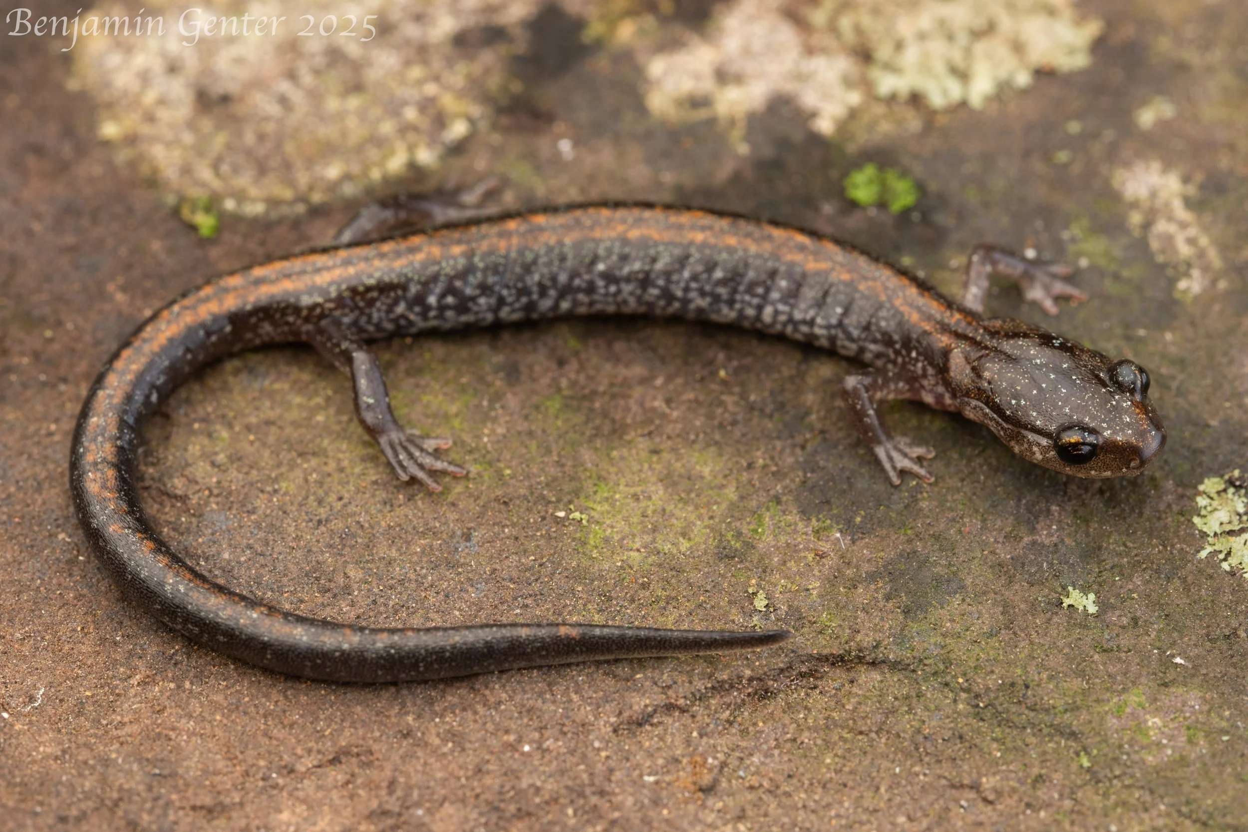 Shenandoah Mountain Salamander (Plethodon virginia)