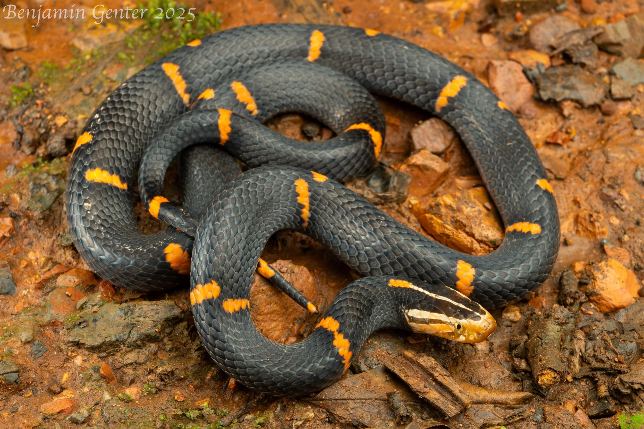 Fea's Viper (Azemiops feae)