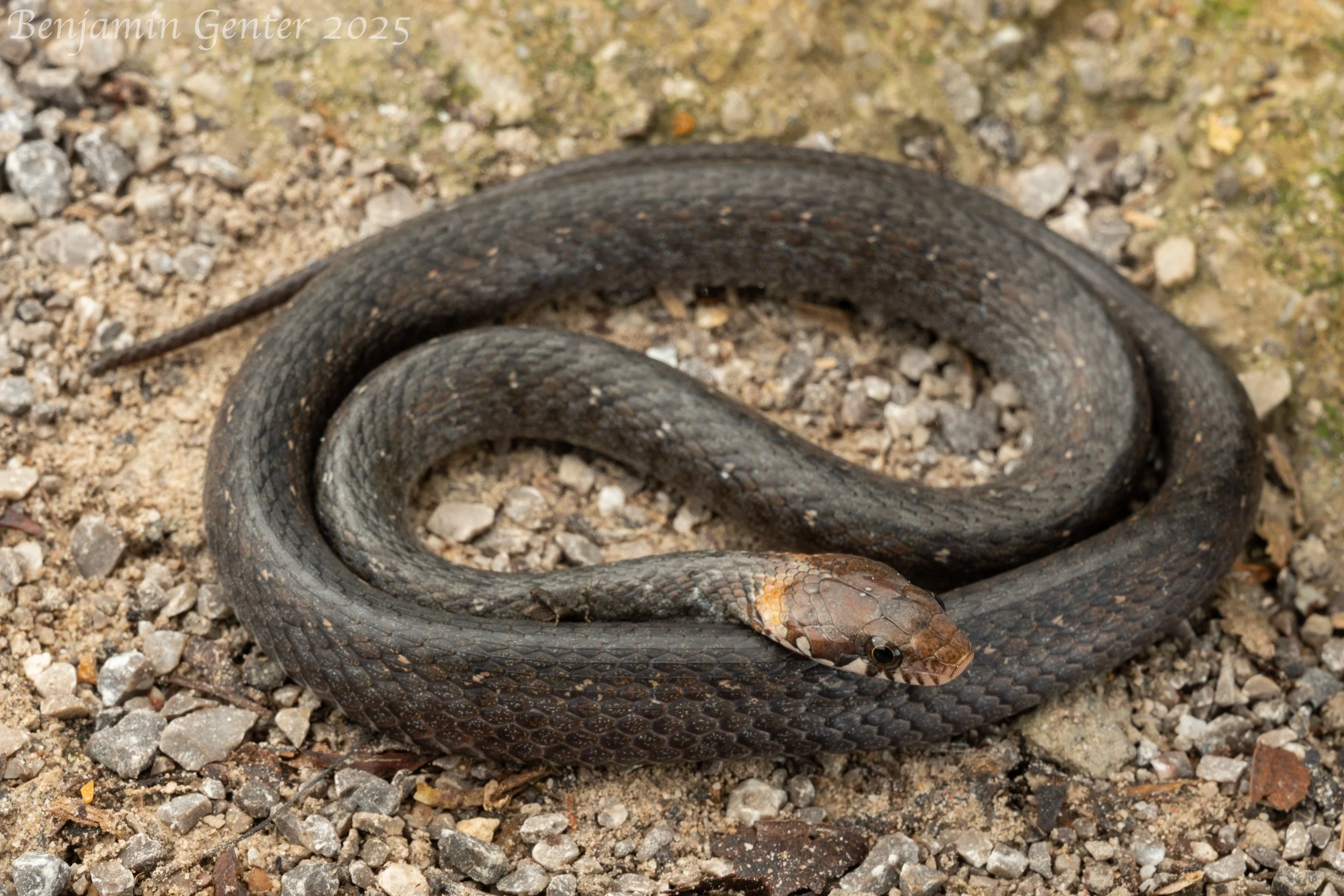 Pope's Keelback (Hebius popei)