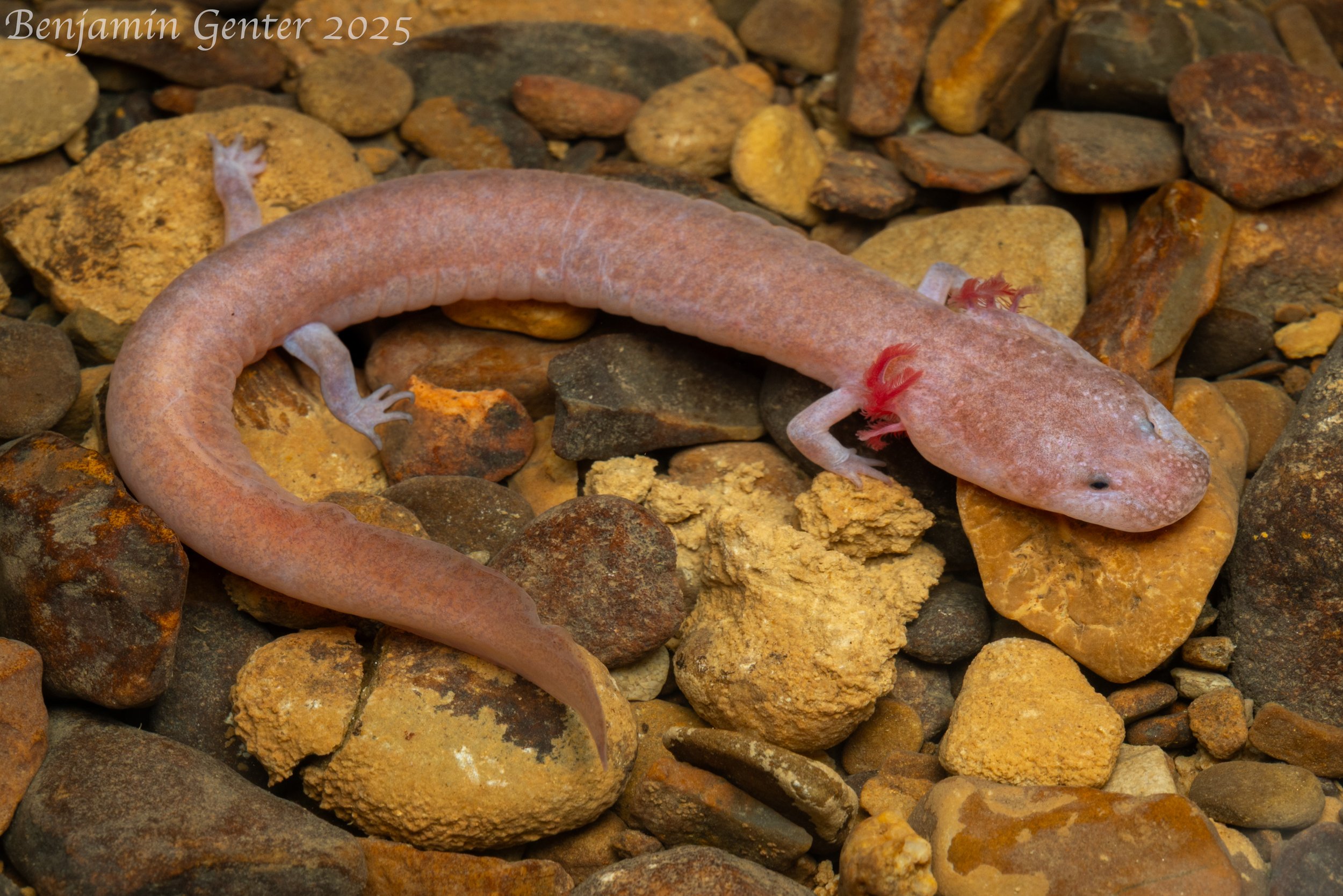 Tennessee Cave Salamander (Gyrinophilus palleucus)